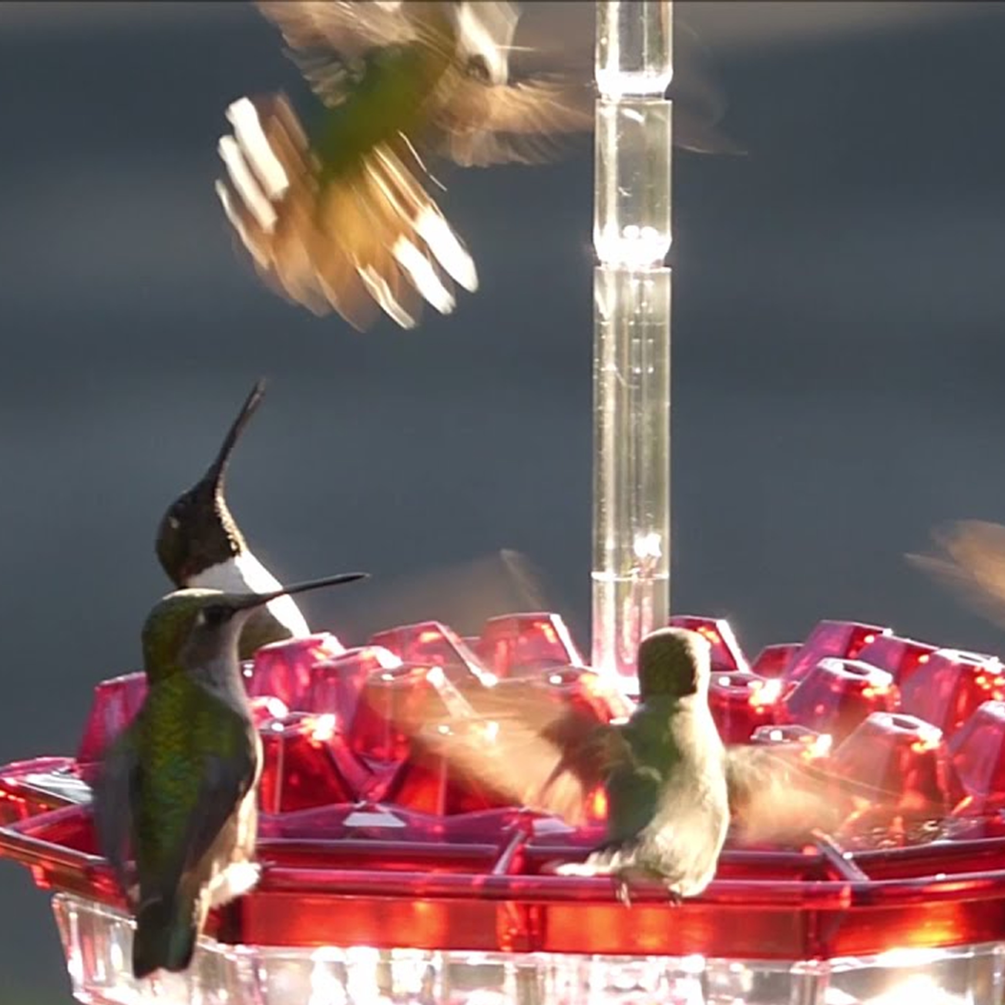 transparentwashablemaryshummingbirdfeeder3.png