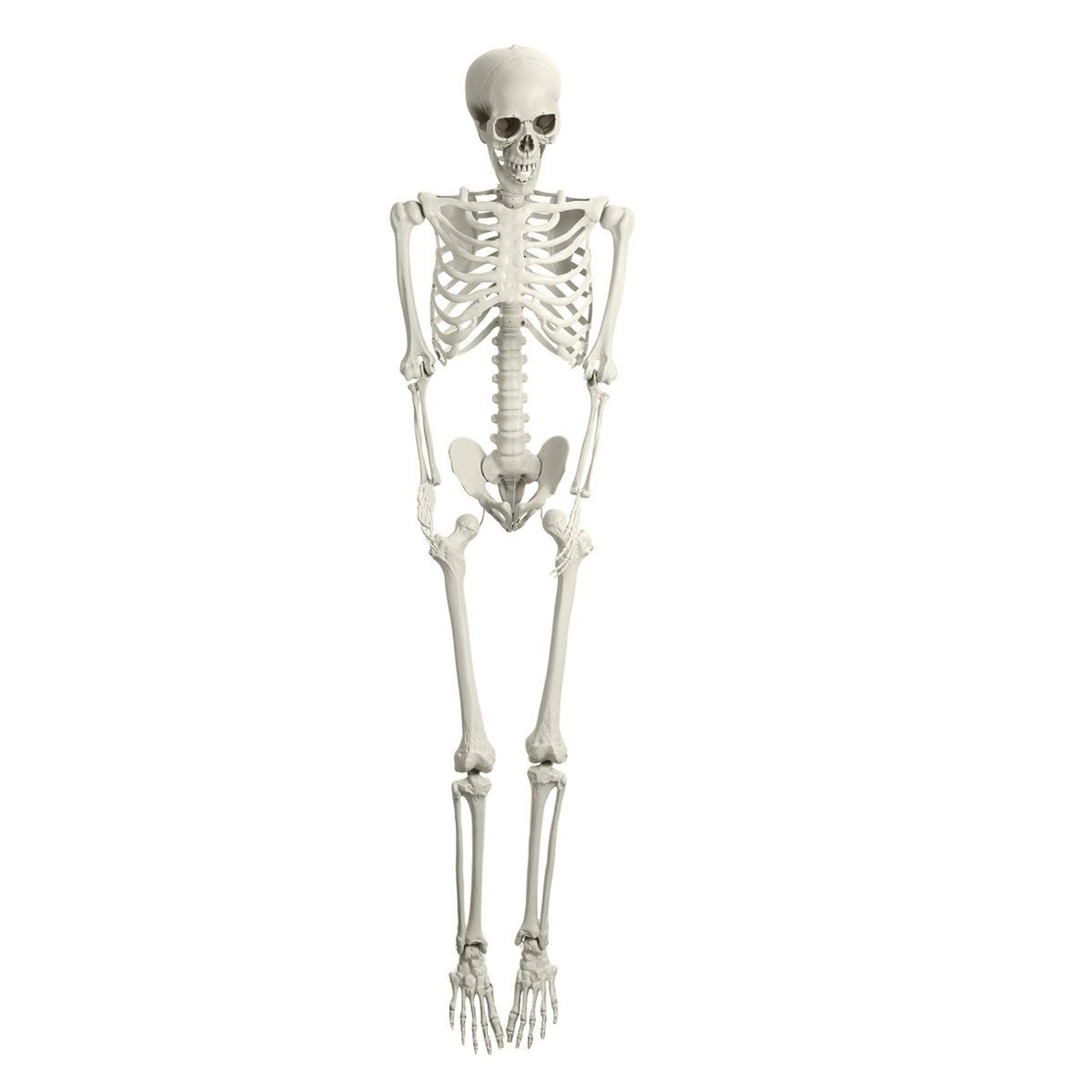 Poseable Skeleton Prop Life Size Plastic Halloween Human Bones Party Supplies 1