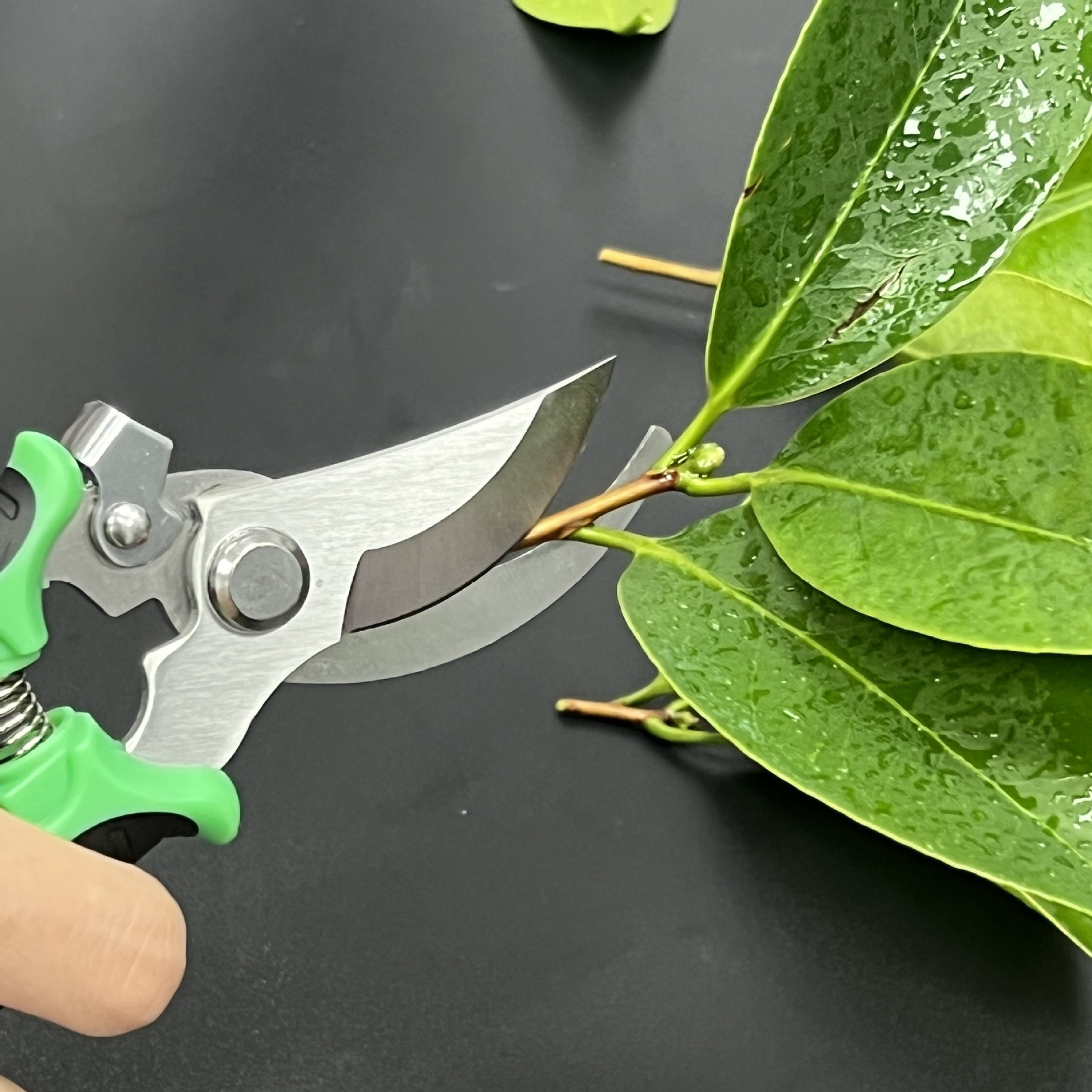 Bird Beak Pruning Shears Stainless Steel Garden Scissors For Branch Trimming  Fruit Picking 0