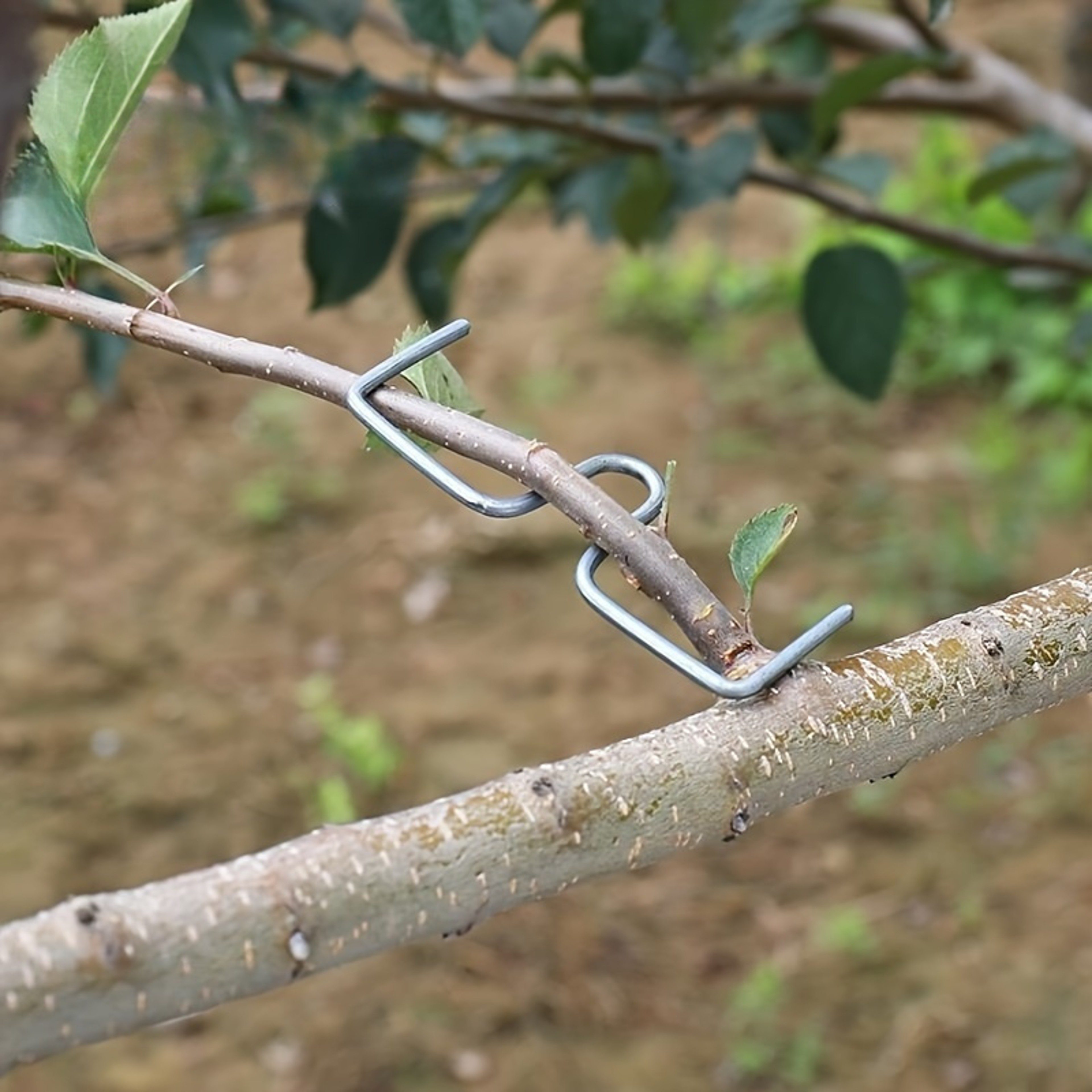 Tree Branch Bender Metal Clips Reusable Branch Training Tool for Fruit Trees & Bonsai Shaping – view 7