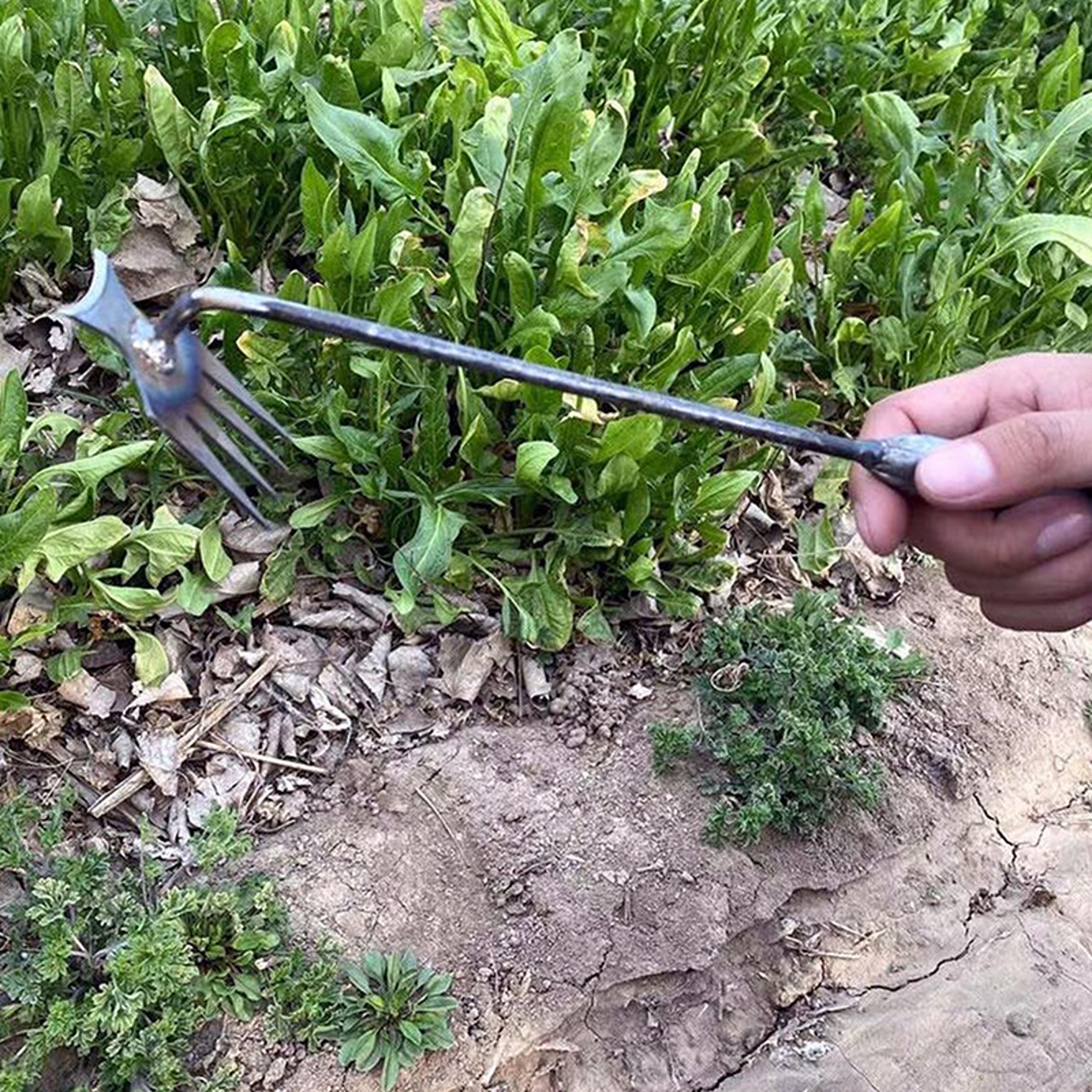 Heavy Duty Garden Weeder Tool for Root Removal Manganese Steel Hand Weeder & Soil Loosening Tool – view 4
