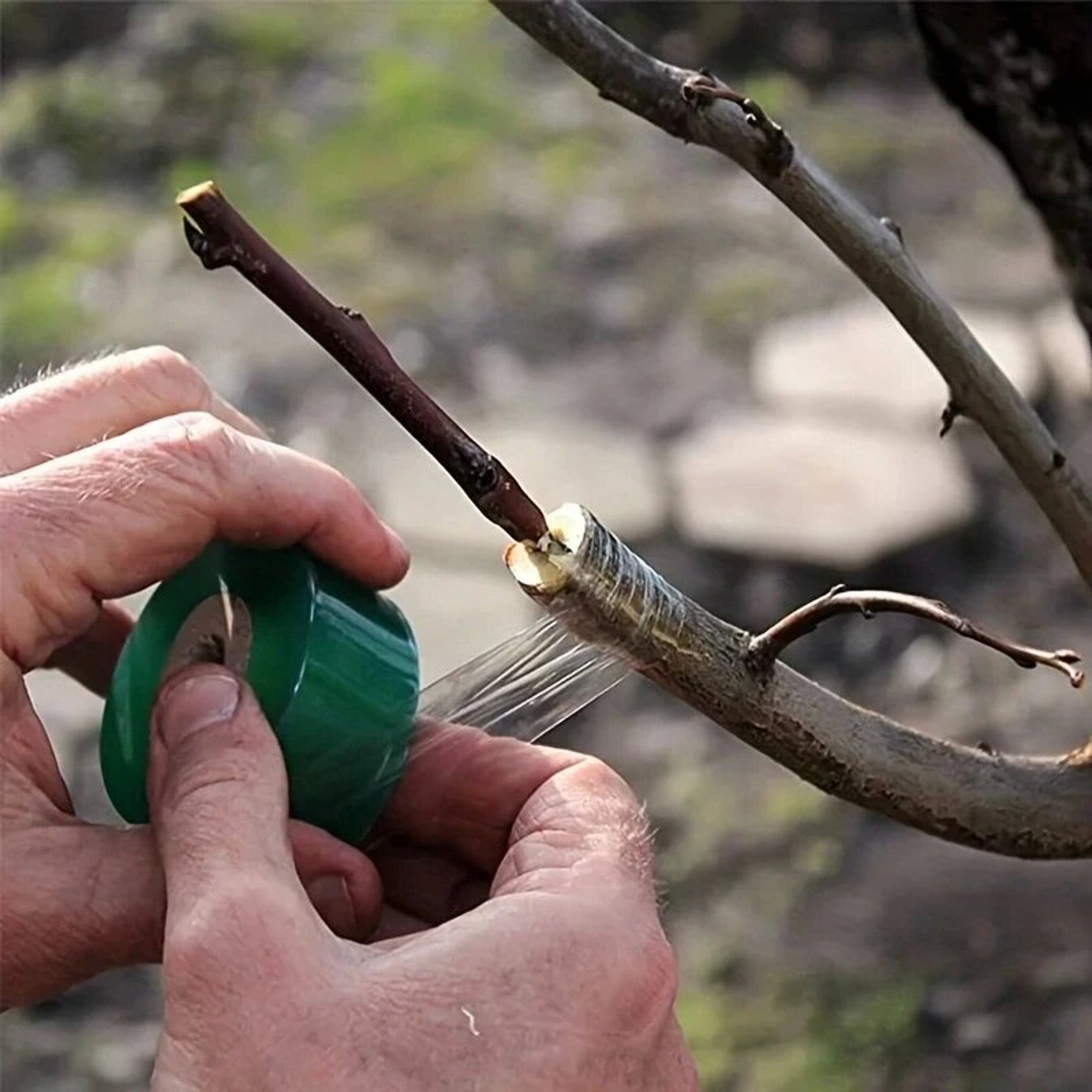 SelfAdhesive PE Grafting Tape Stretchable Garden Tree Plants Tape for Seedlings Vine  Tomato Graf