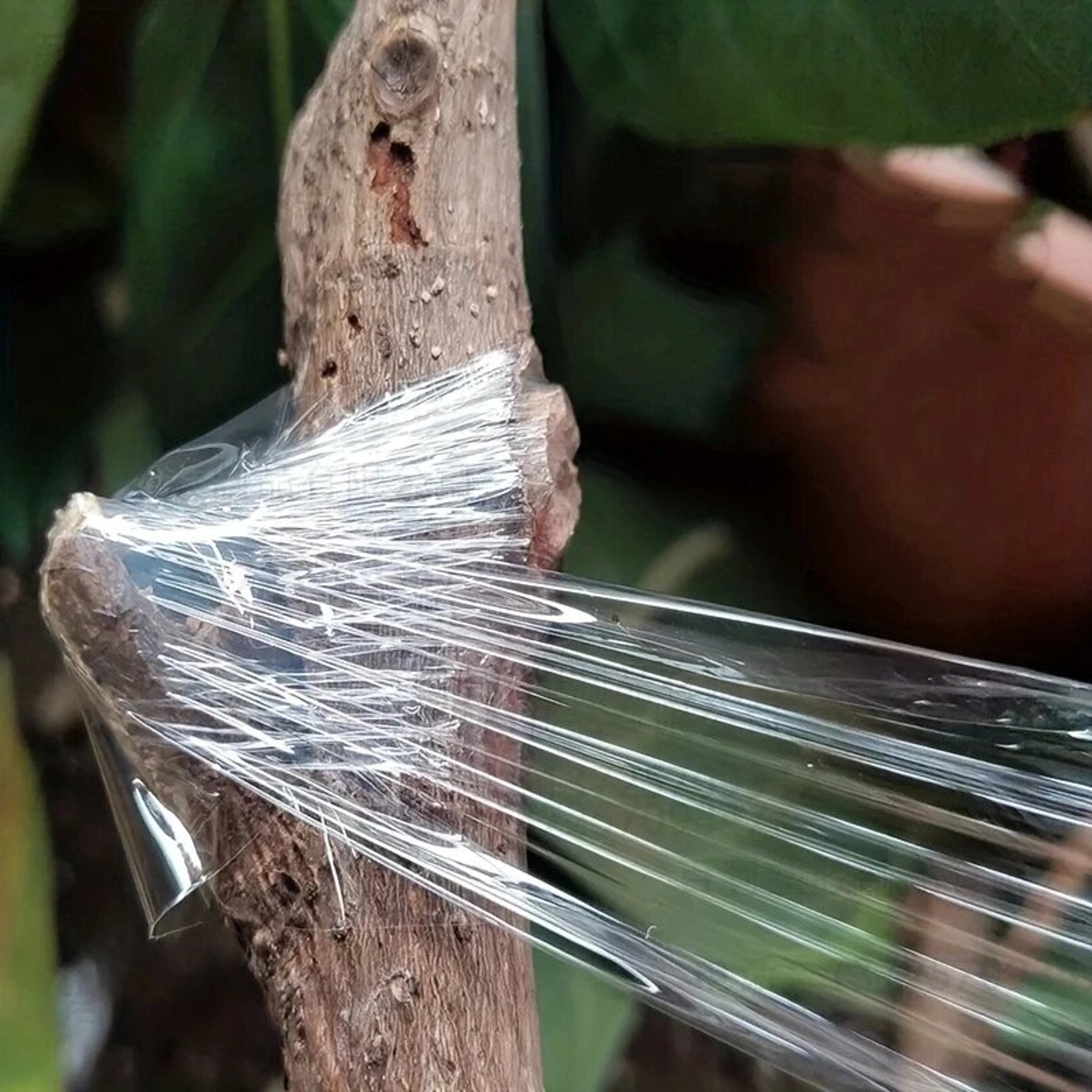 SelfAdhesive PE Grafting Tape Stretchable Garden Tree Plants Tape for Seedlings Vine  Tomato Graf