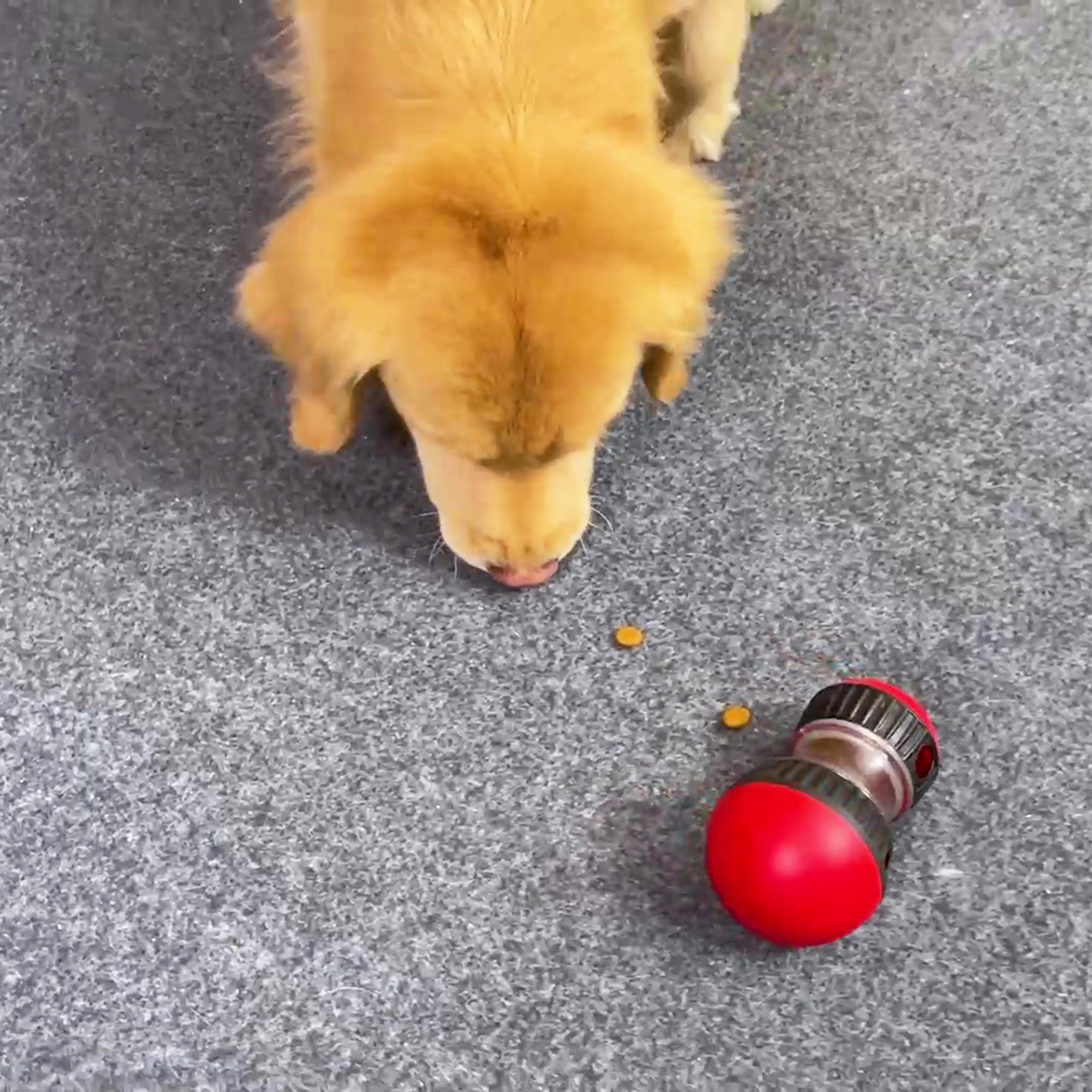 Interactive Dog Toy for Small  Large Dogs Slow Feeder  IQ Booster for Puppies Cats Chihuahuas