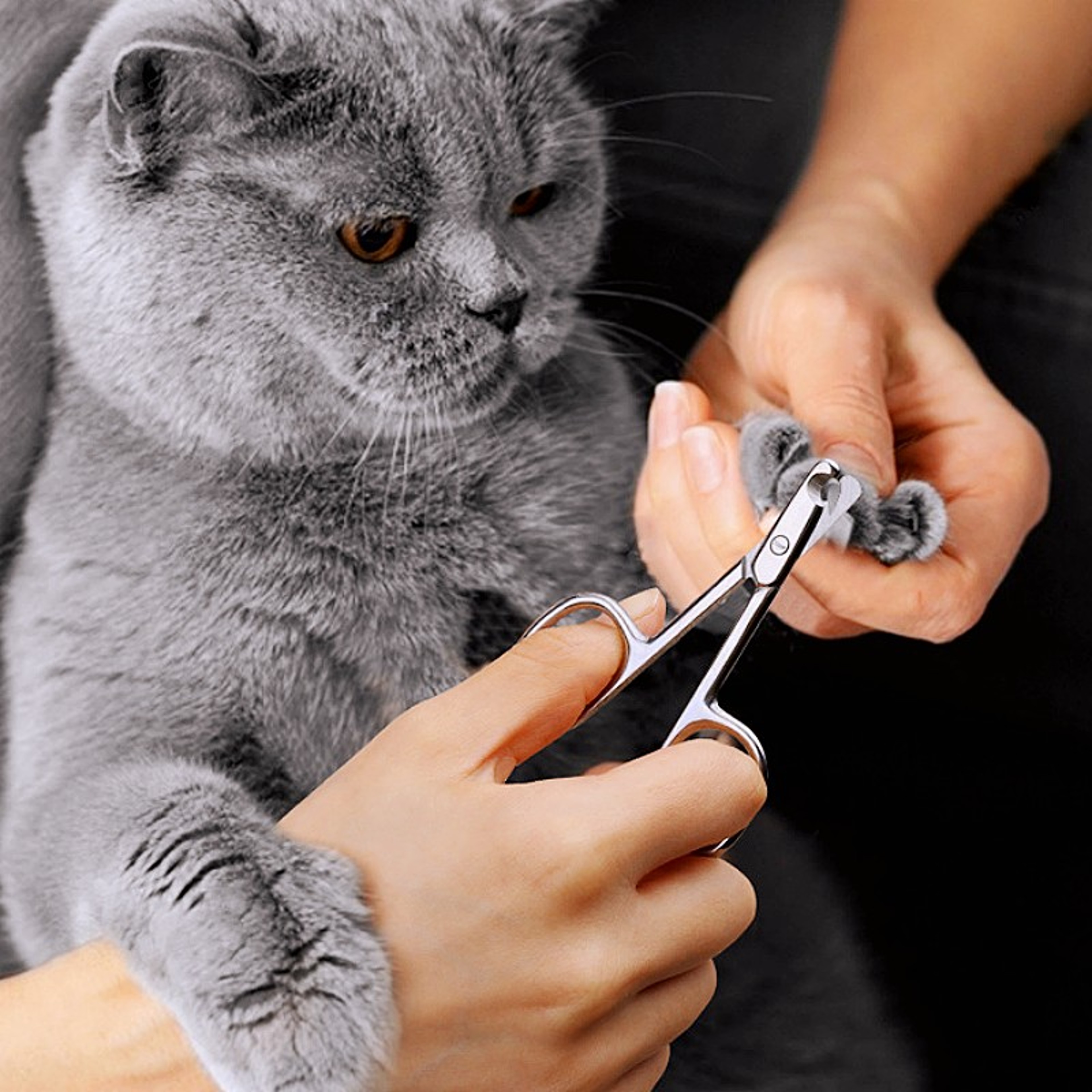 Precision Stainless Steel Dog Nail Clippers  Cat Nail Clipper For Smooth Paw Grooming 0