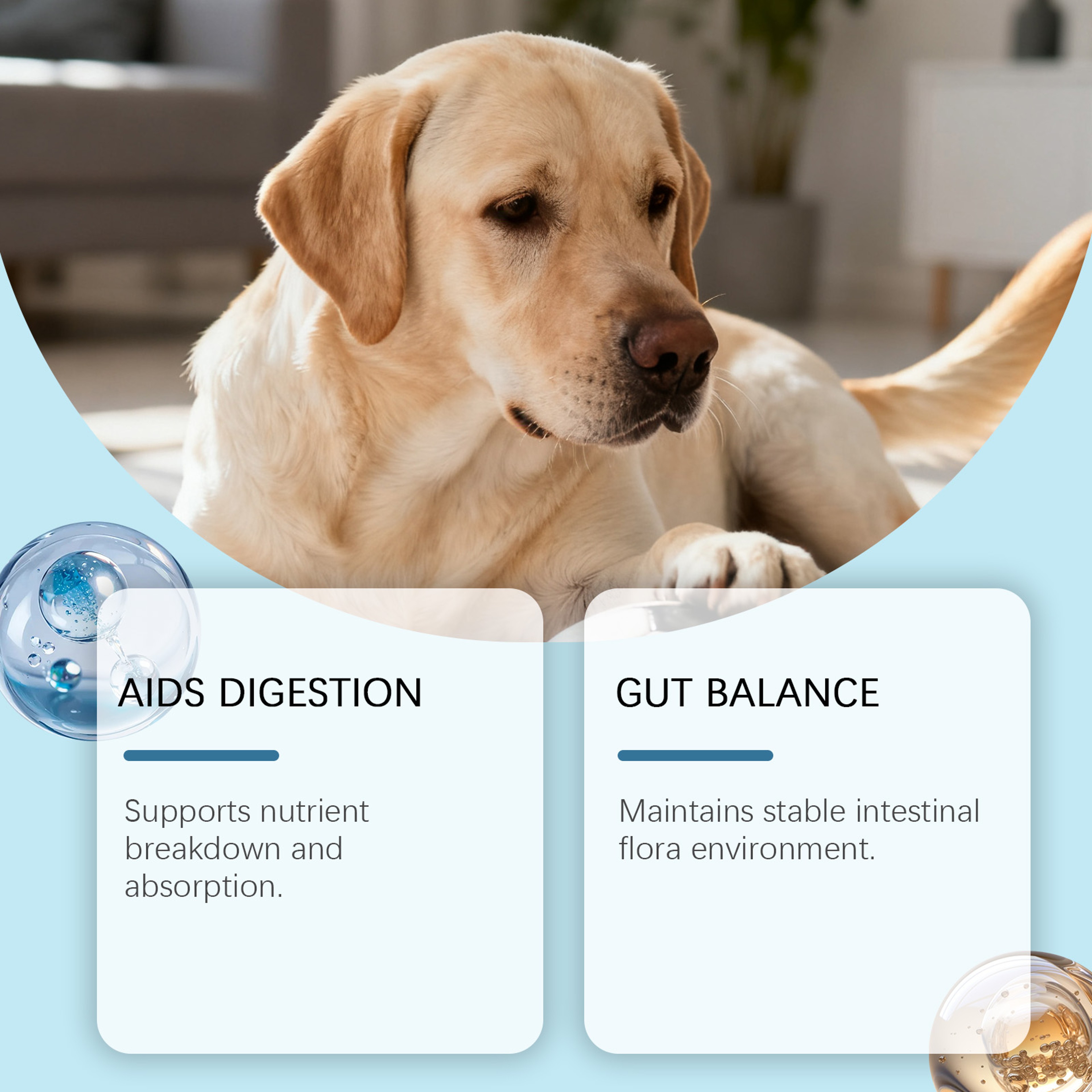 Probiotic Gut Health Soft Granules For Dogs Digestive Support  Nutrient Absorption Care 1