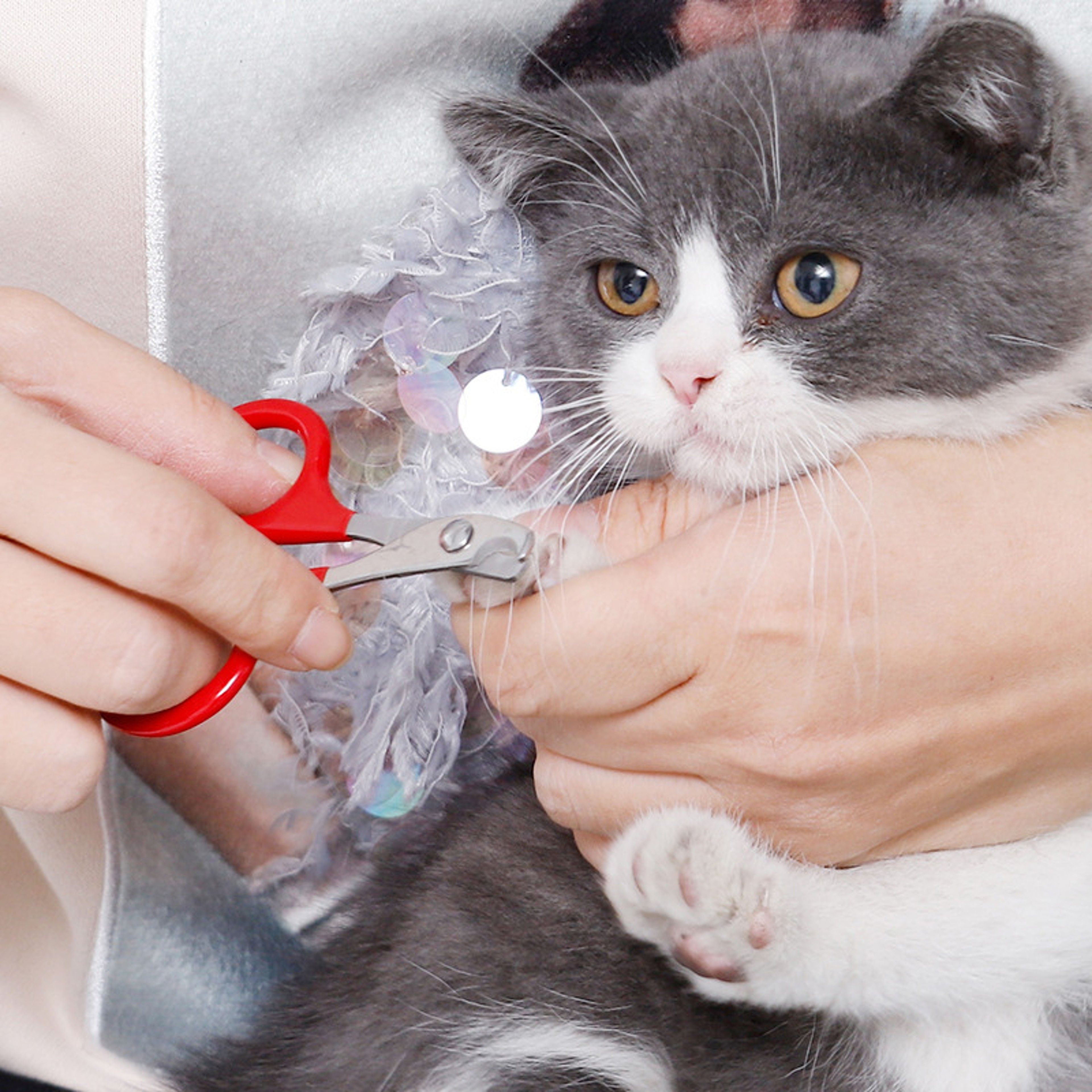 Stainless Steel Cat Nail Clippers  Pet Nail Trimmer For Cats And Small Dogs 0