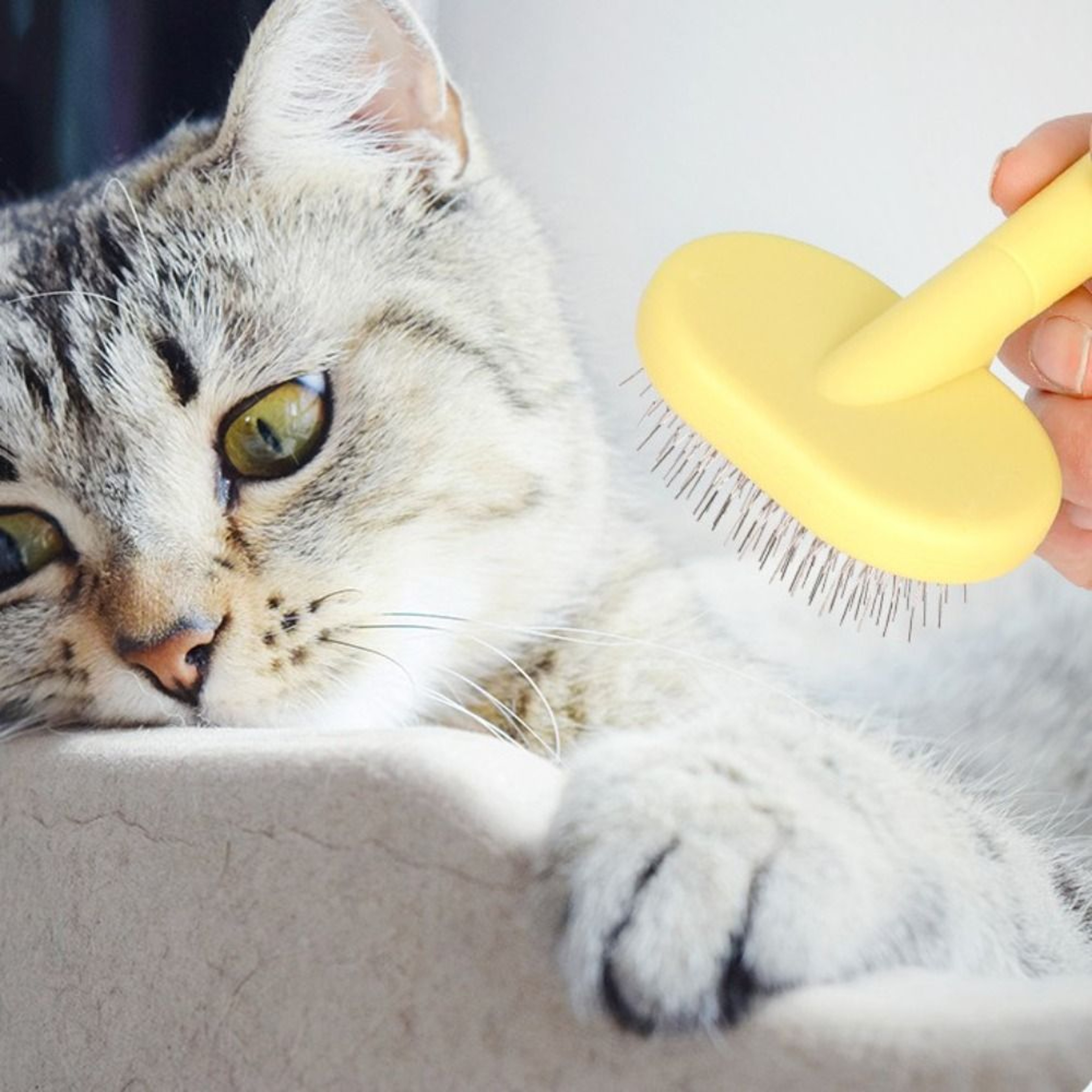 Gentle Cat Grooming Brush & Pet Deshedding Comb for Cats and Dogs – view 5