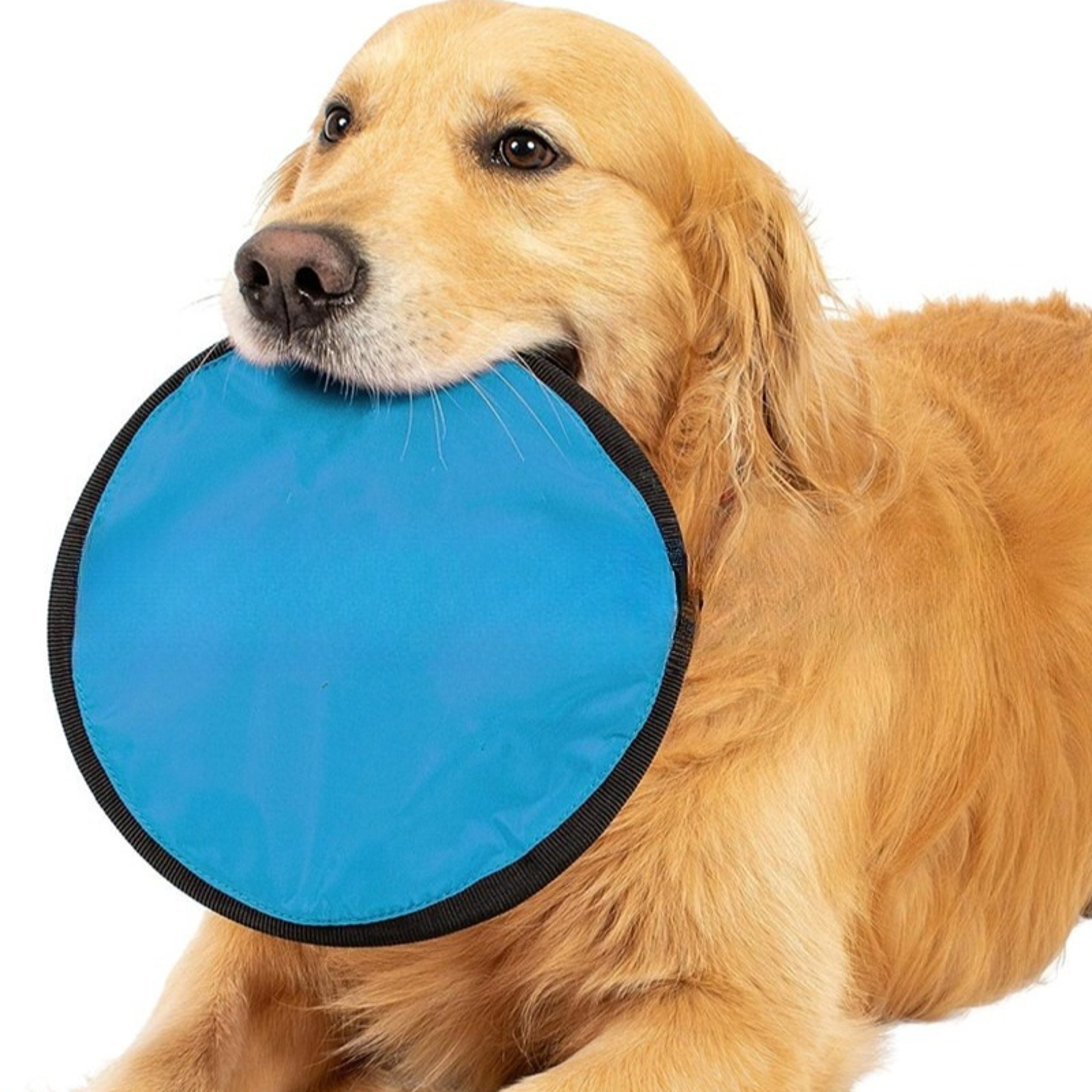 Portable Dog Training Flying Disc Breathable  Easy To Clean Interactive Training Toy For Pets 0