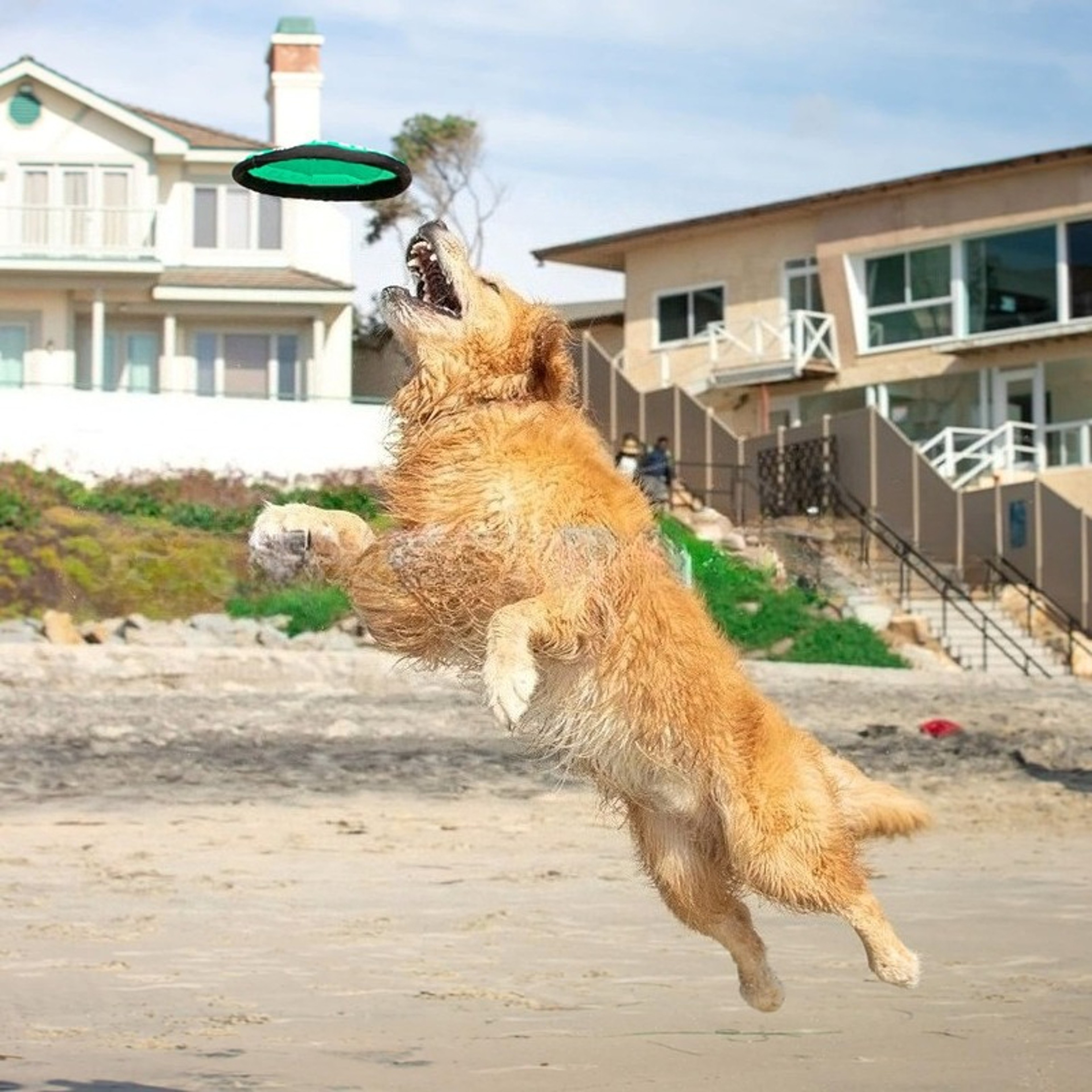 Portable Dog Training Flying Disc Breathable  Easy To Clean Interactive Training Toy For Pets 4