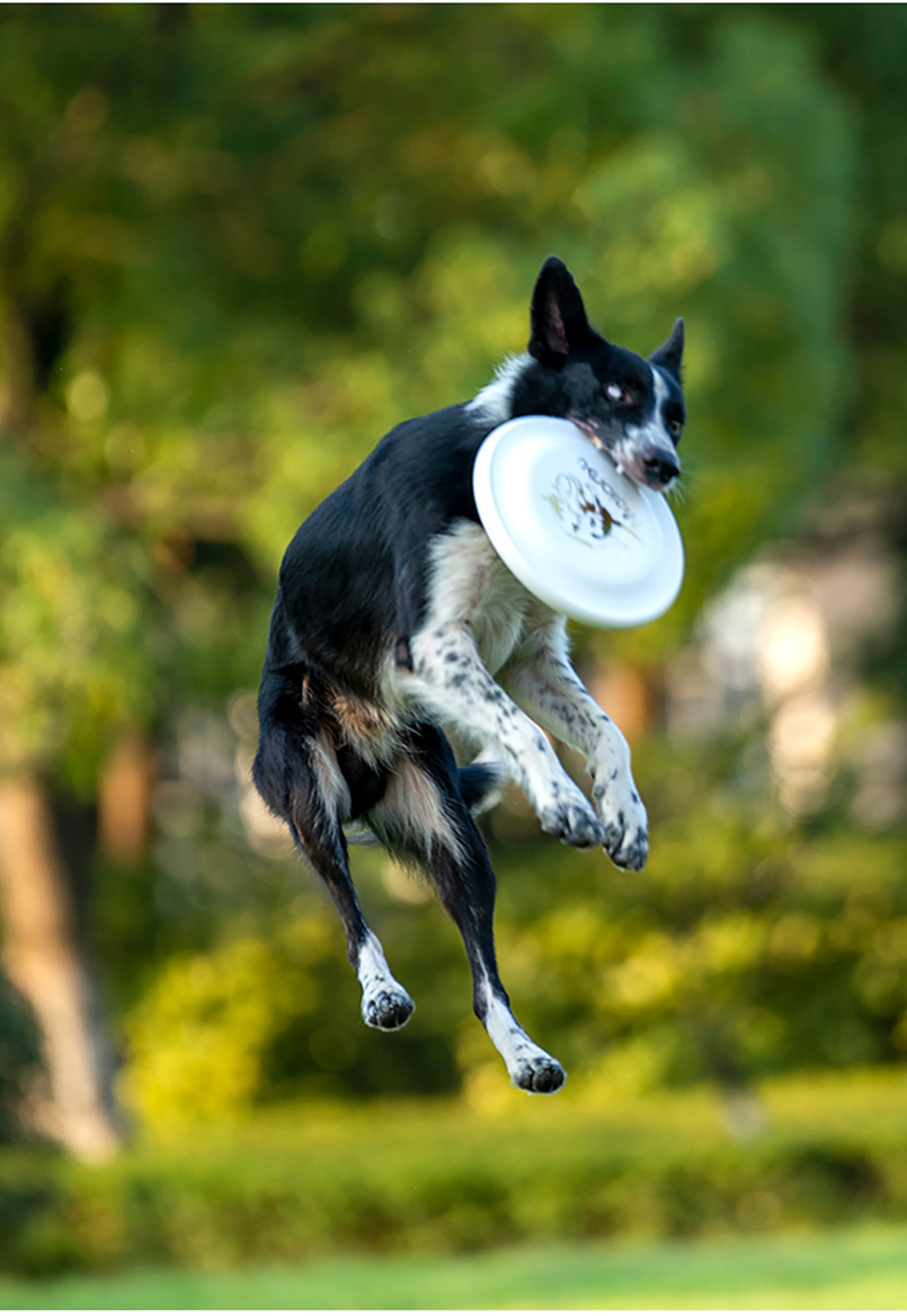 Durable Interactive Dog Training Flying Disc Perfect For Outdoor Fun  Puppy Training 1