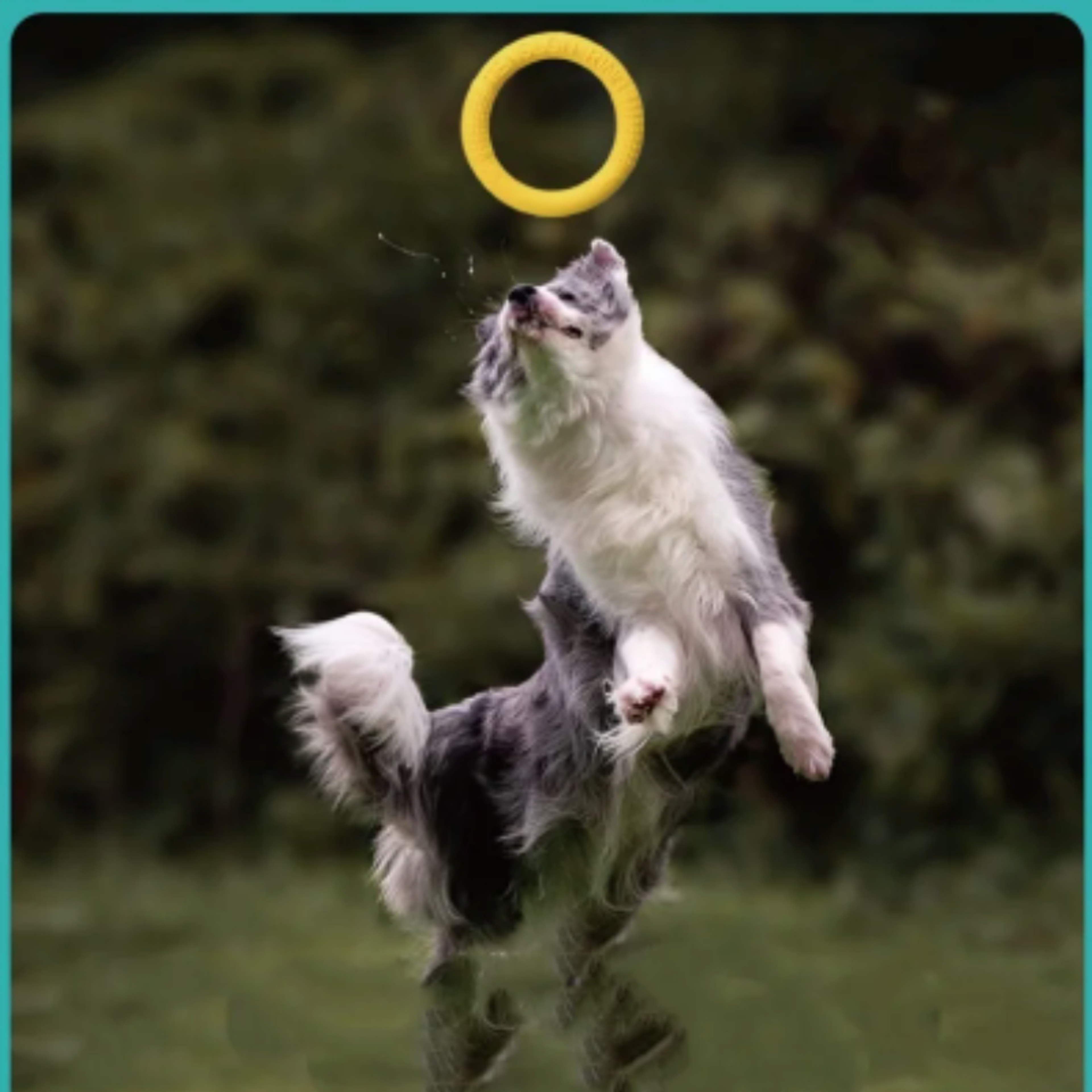 Floating Dog Ring Toy for Fetch and Tug Bite Resistant TPR Training Ring – view 2