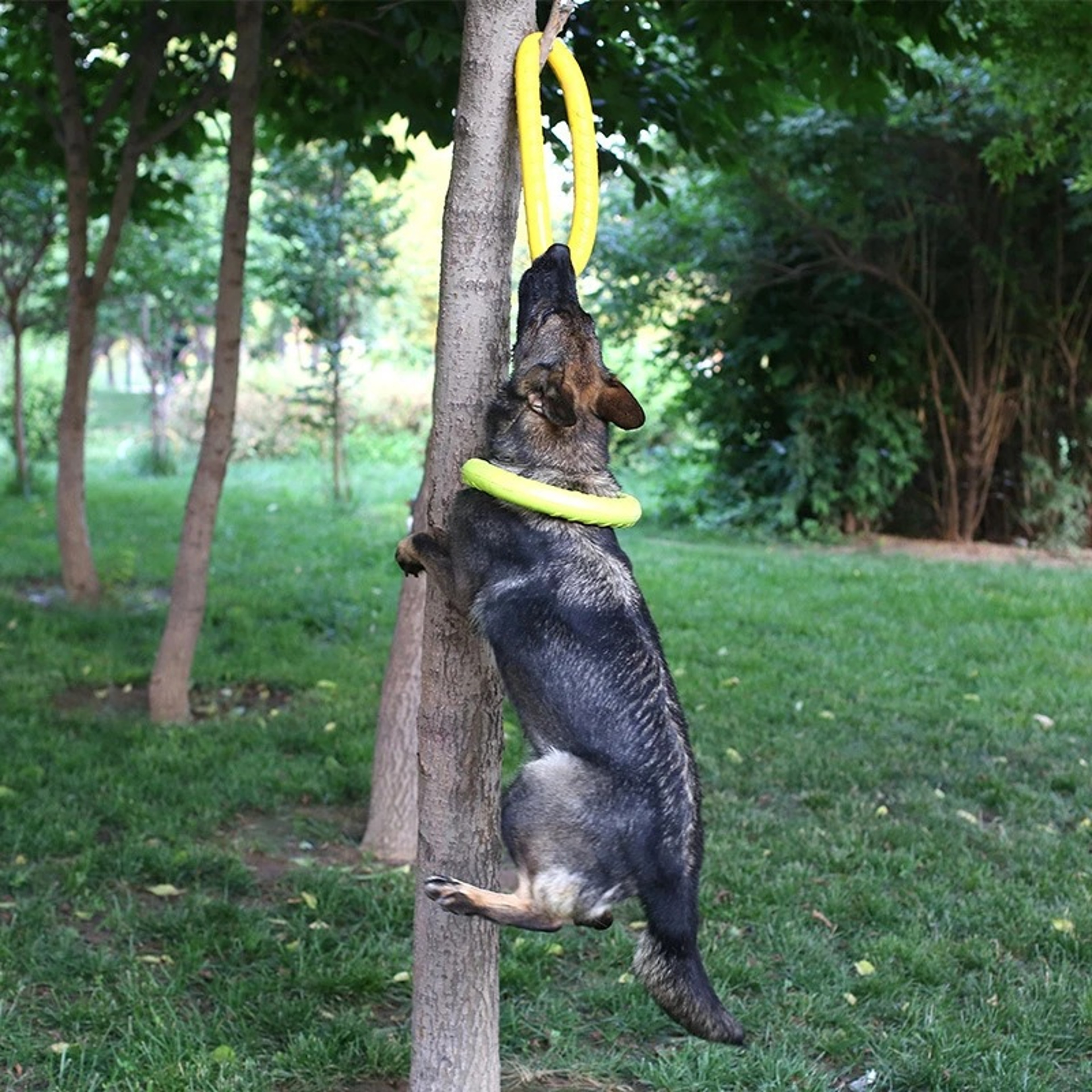 Dog Training Ring For Active Dogs And Large Breeds 3