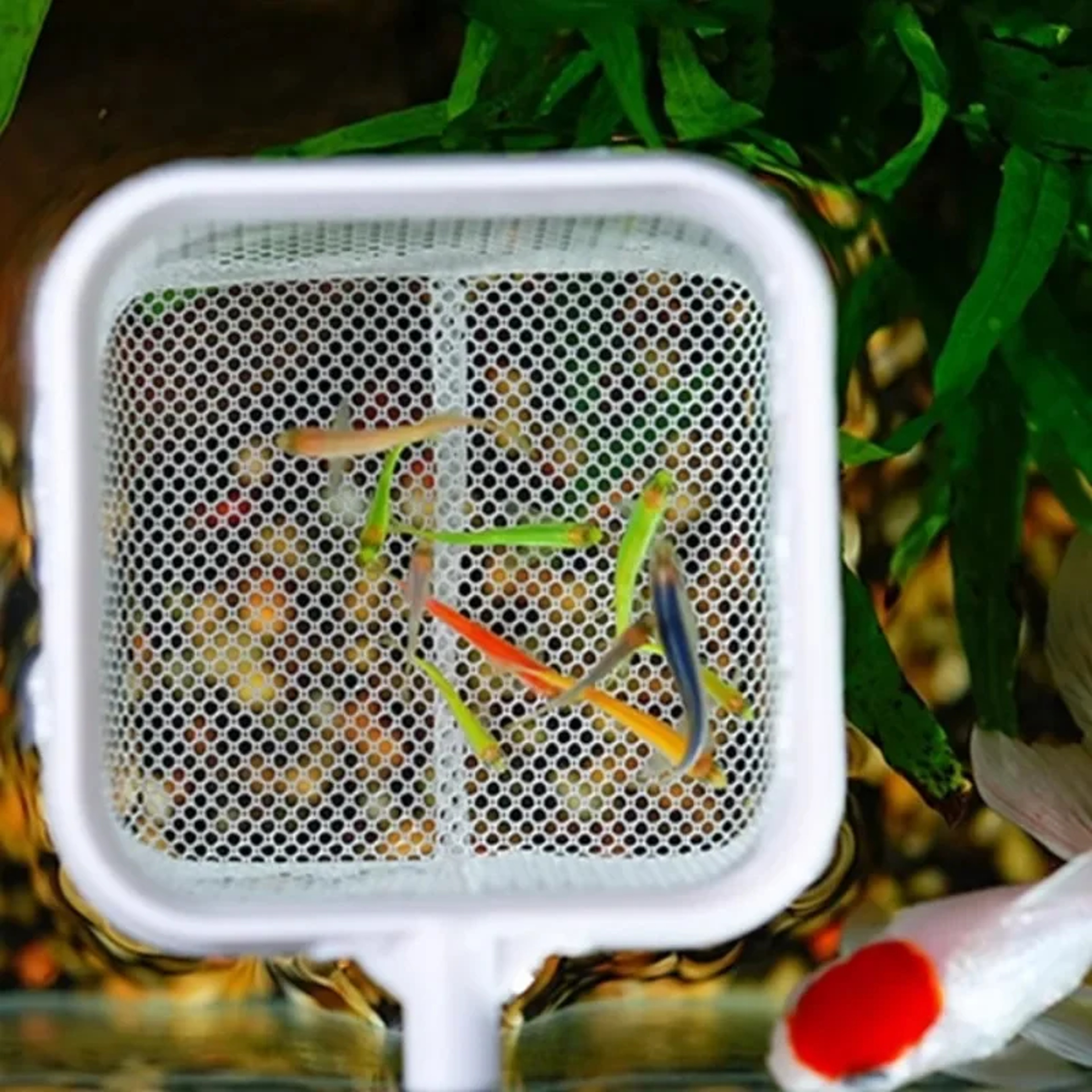 Extendable Telescopic Fish Net with Stainless Steel Handle for Aquarium and Shrimp Care – view 5