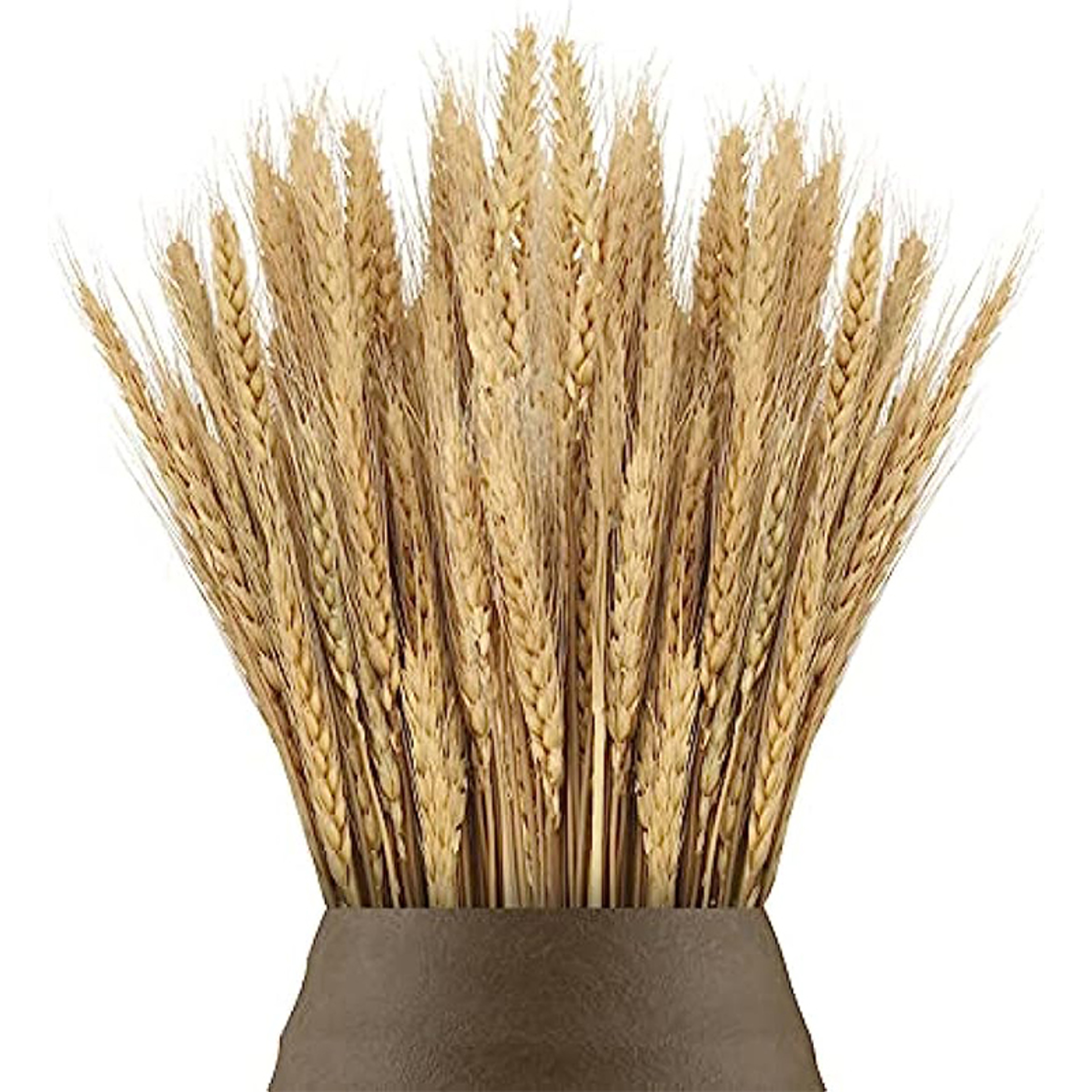 Natural Dried Wheat Stalks Bundle for Boho Farmhouse Decor and Wedding Centerpieces – view 2