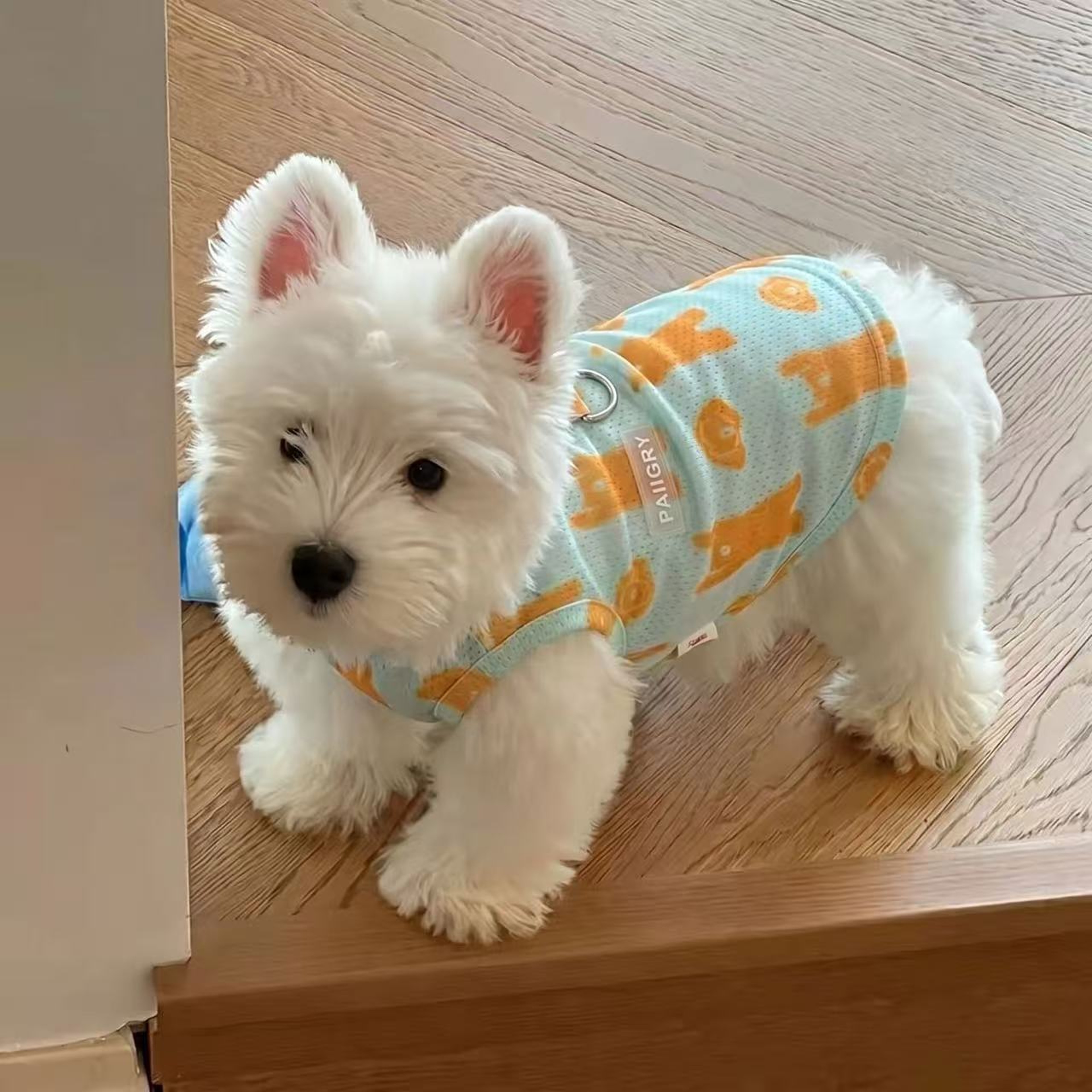 Summer Dog Cooling Clothes Set with Breathable Vest & Sun Hat for Small and Medium Dogs – view 3