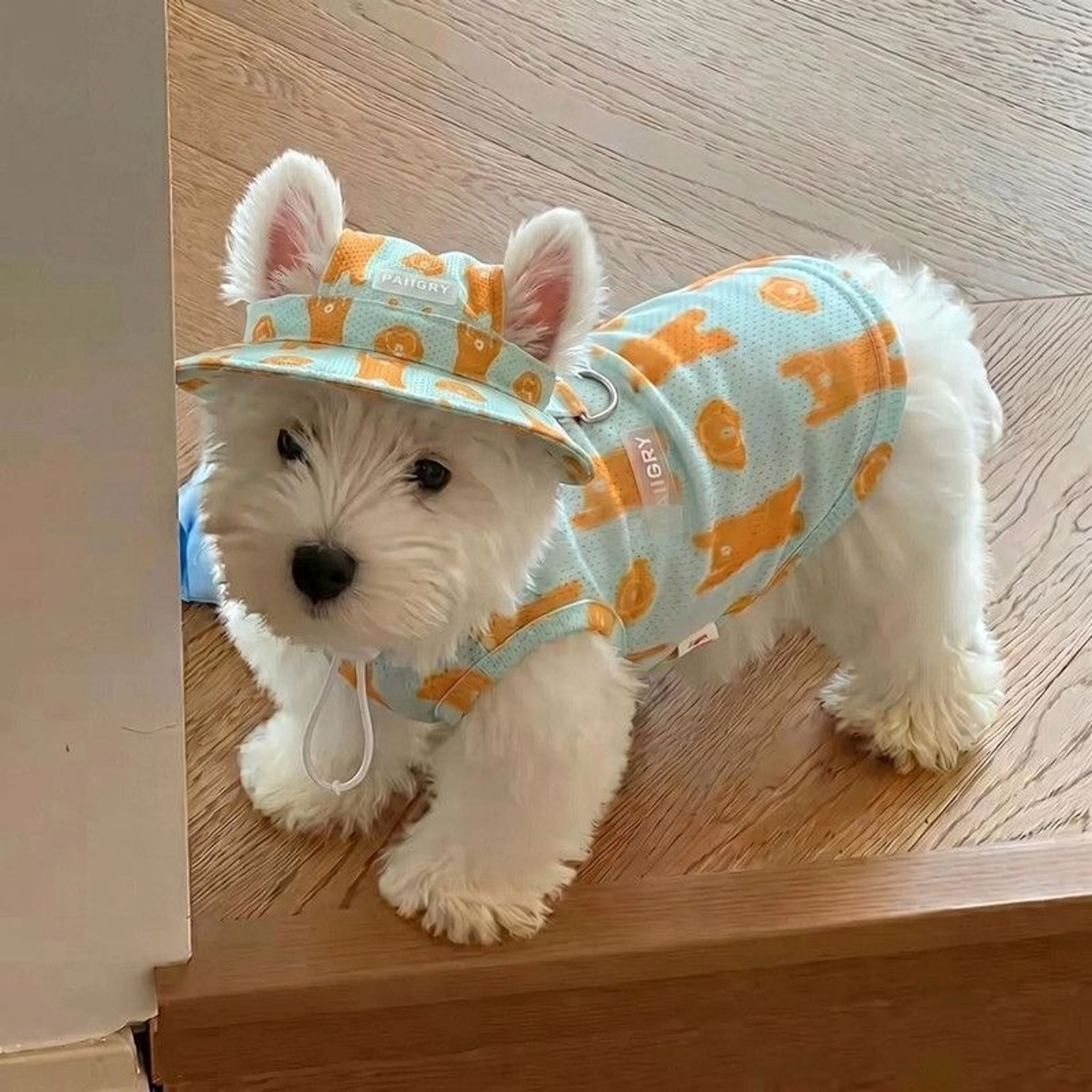 Summer Dog Cooling Clothes Set with Breathable Vest & Sun Hat for Small and Medium Dogs – view 7