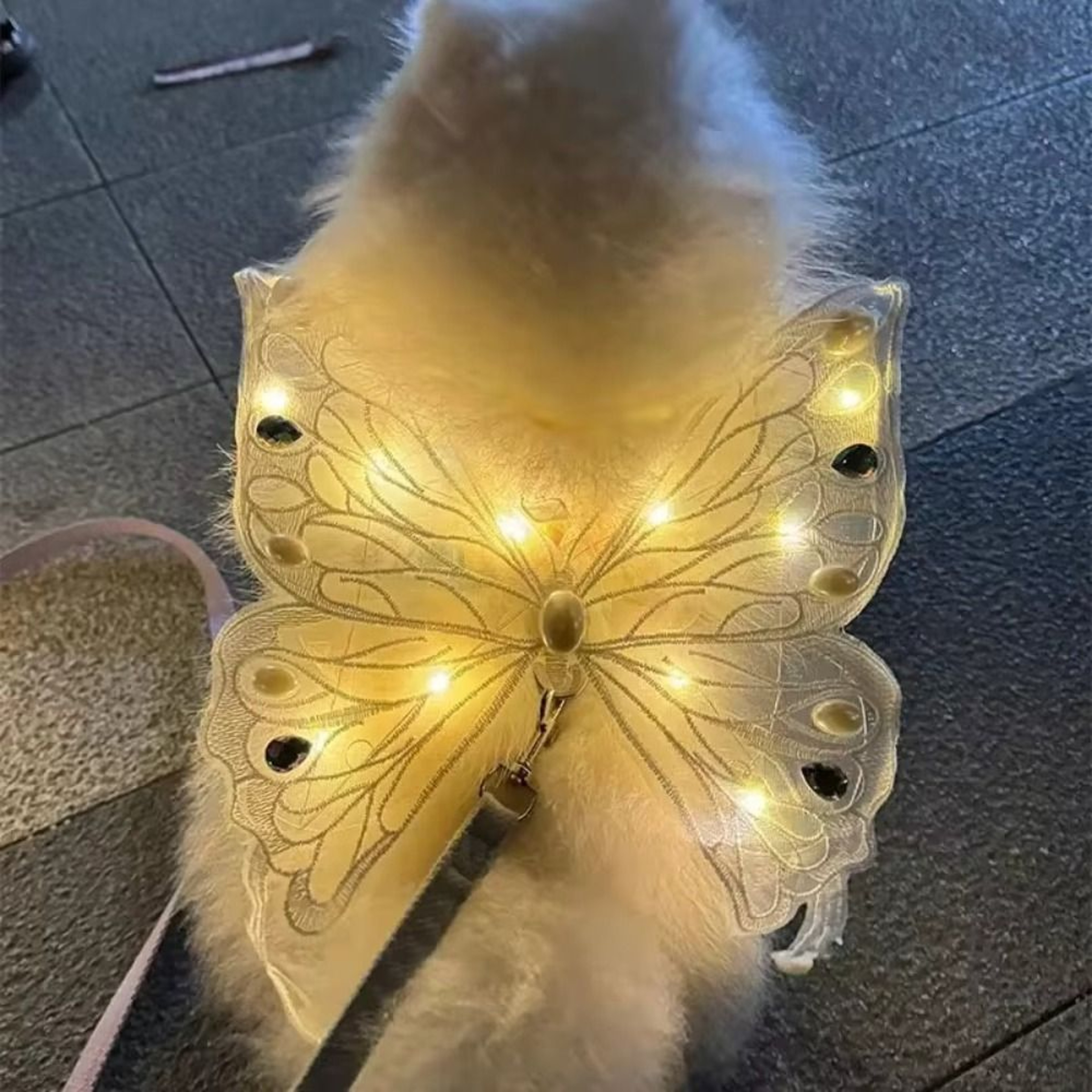 Glowing Dog Butterfly Wings Adjustable Pet Costume Wings For Small  Medium Dogs 0
