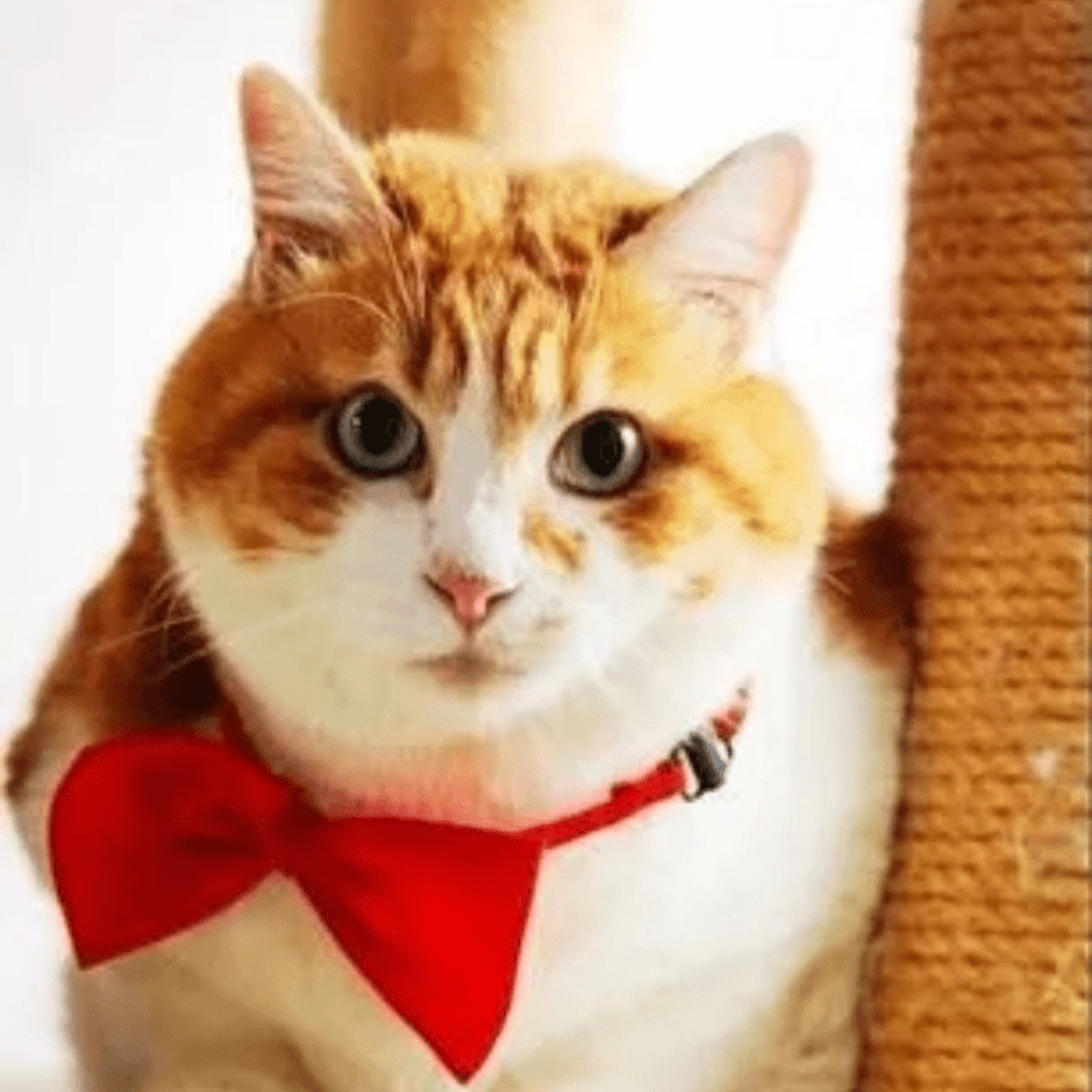 dapper Paws Adjustable Pet Bowtie Collar for Dogs & Cats – view 4