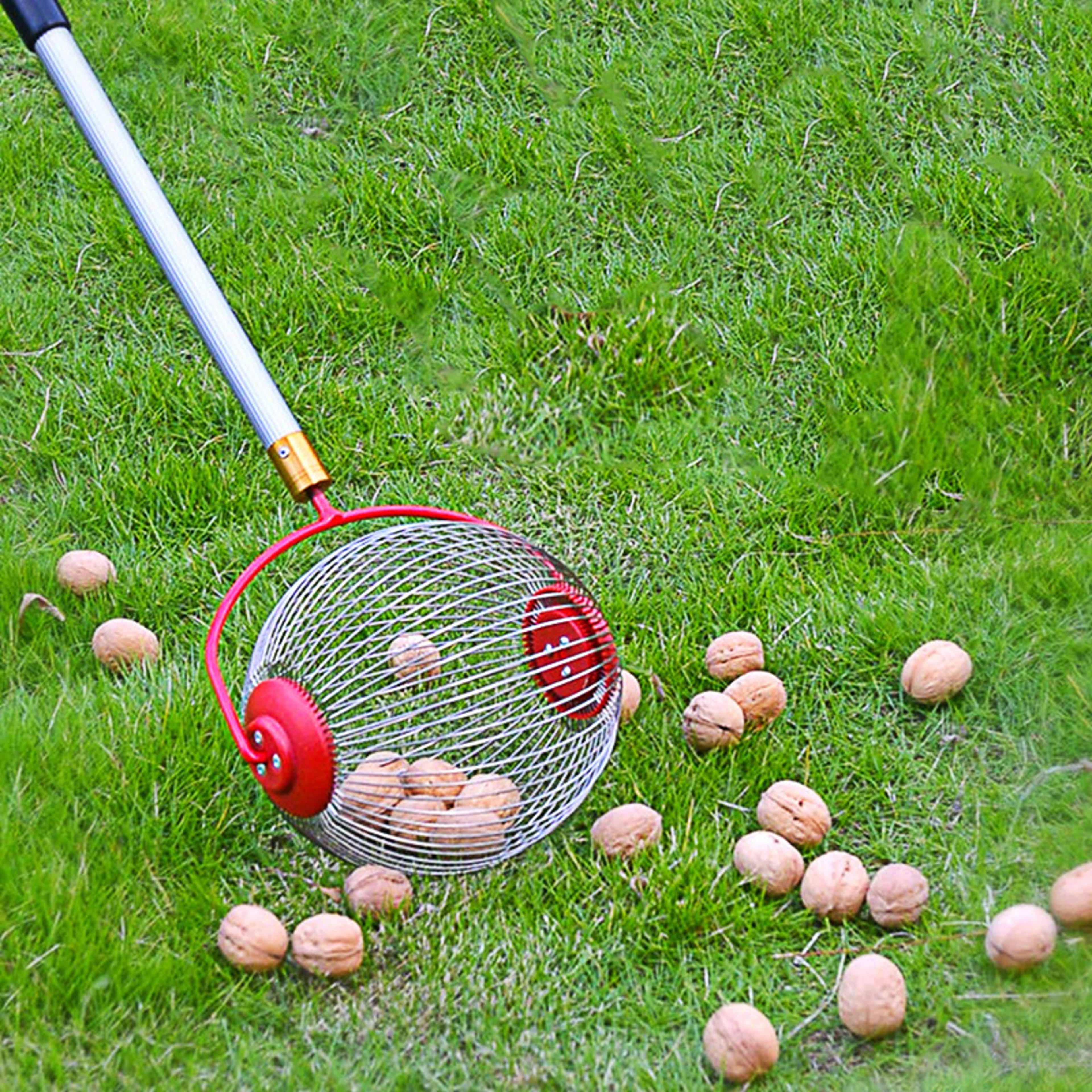 Rolling Nut Gatherer – Adjustable Lightweight Walnut Pecan and Golf Ball Collector – view 2