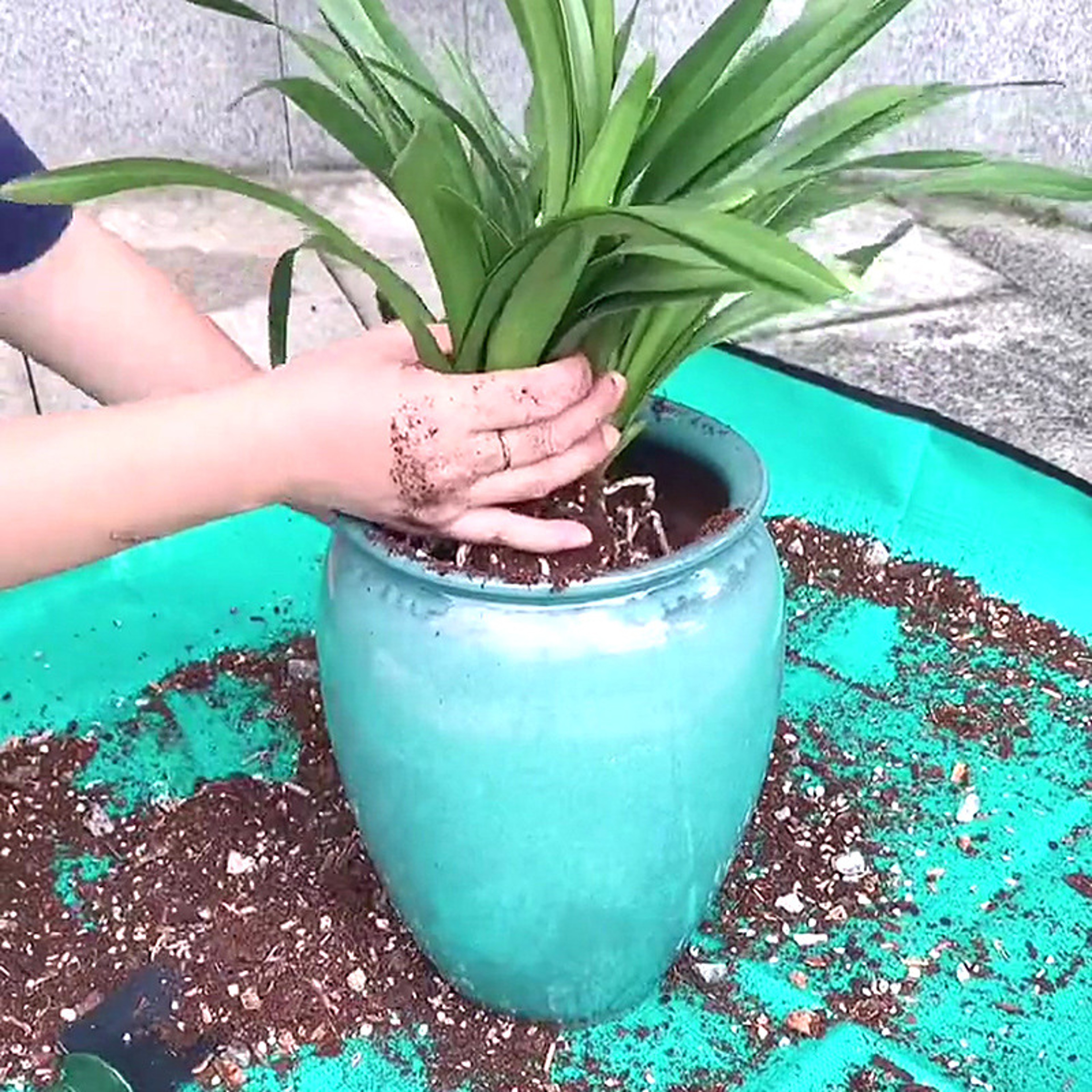 Waterproof Foldable Gardening Potting Mat For Easy Transplanting  Plant Care 3
