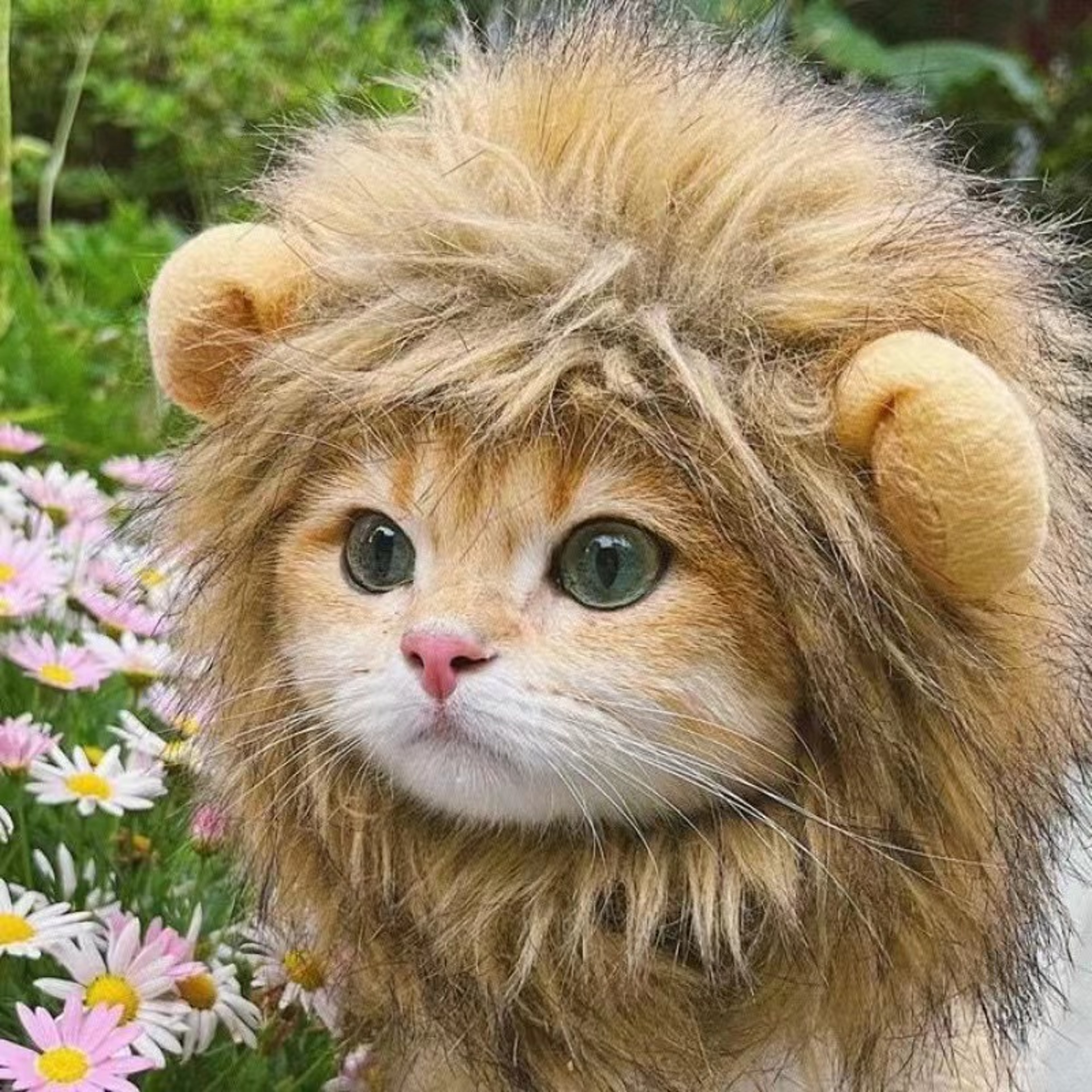 Funny Pets Clothes Hat Cute Cat Wig Lion Mane Costume for Cats & Dogs Cosplay Party Accessories with Ears – view 1