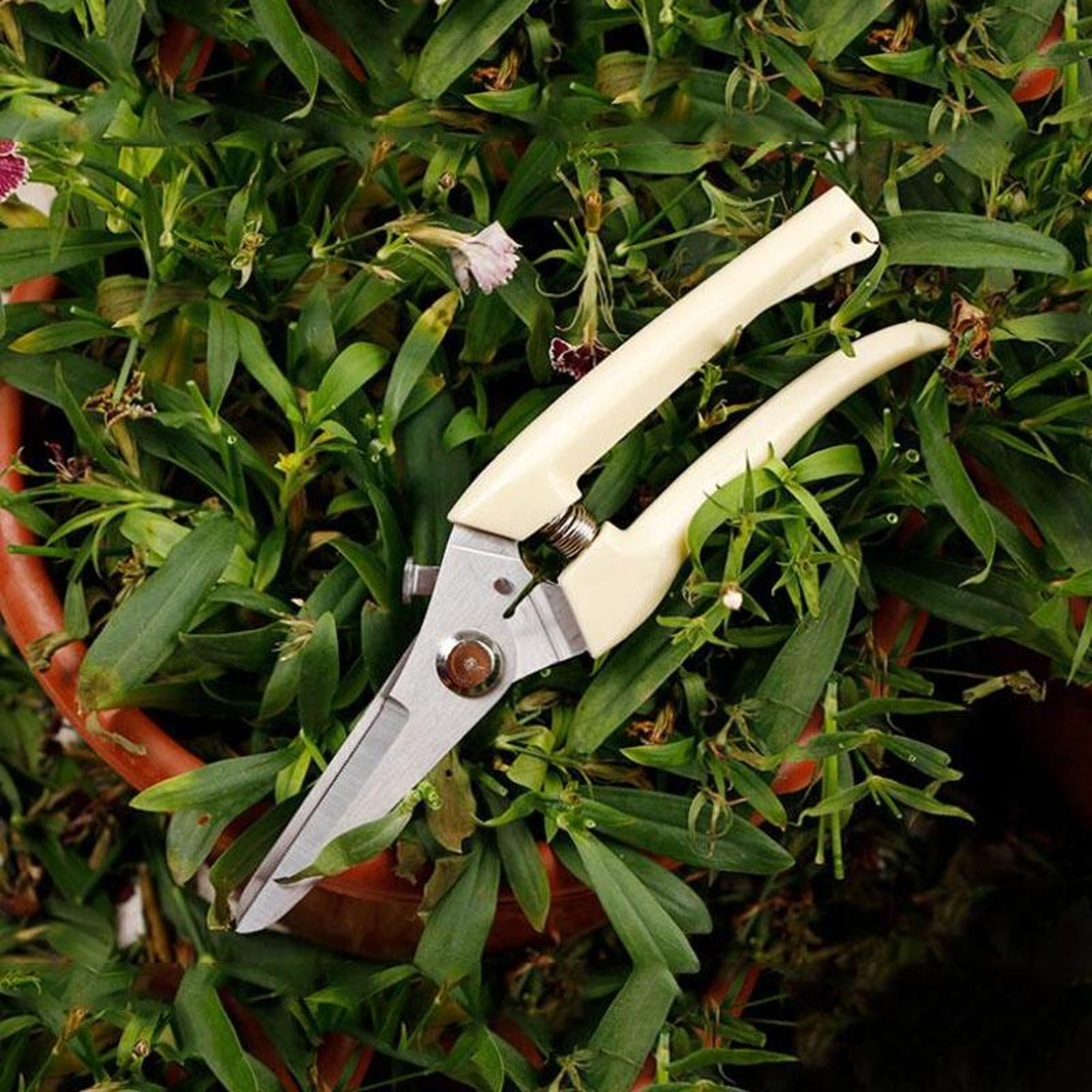 PrecisionCut Stainless Steel Pruning Shears For Fruit Trees  Garden Branch Trimming 7