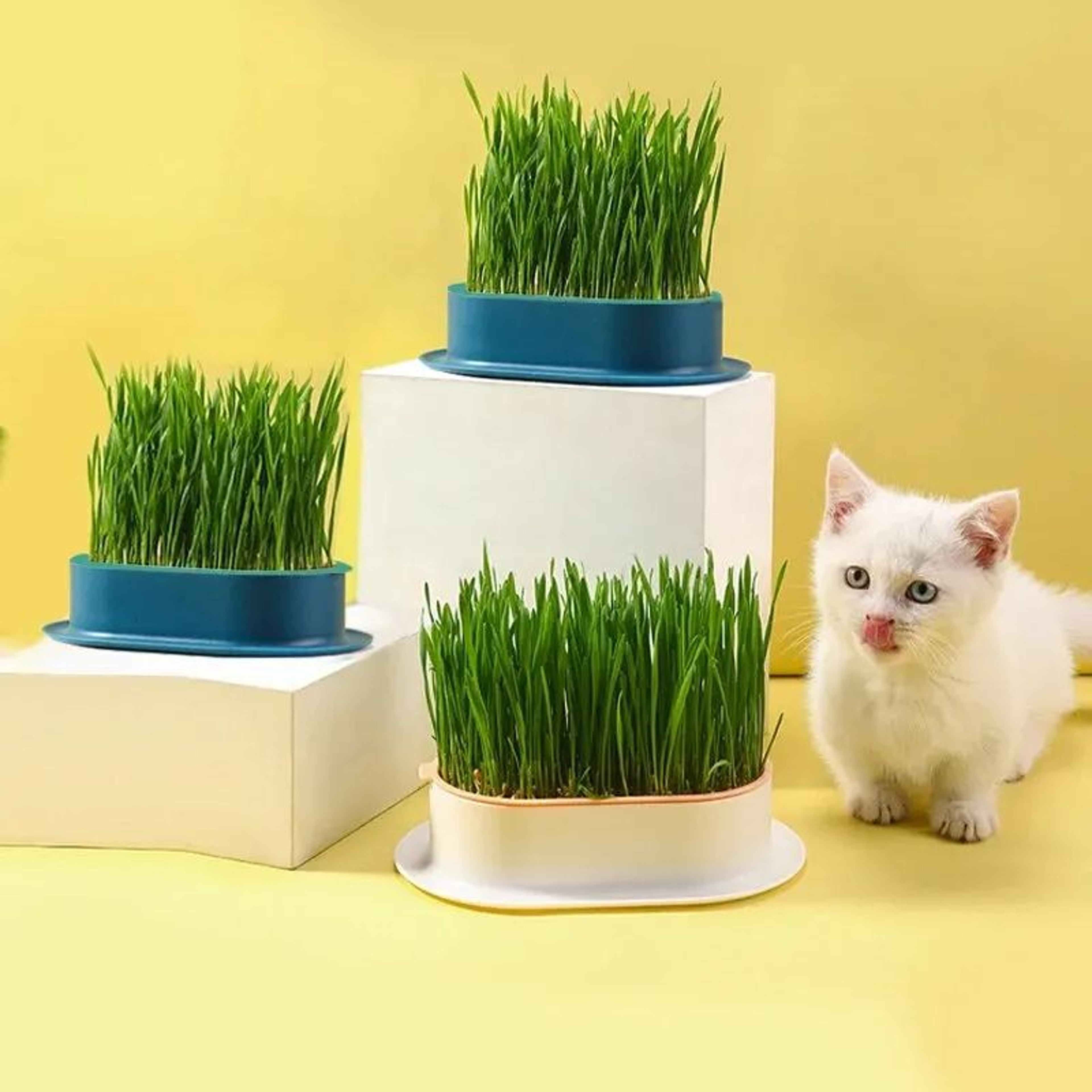 Pet Cat Sprout Dish Growing Pot Hydroponic Cat Grass Germination Kit For Digestion Greenhouse Grow