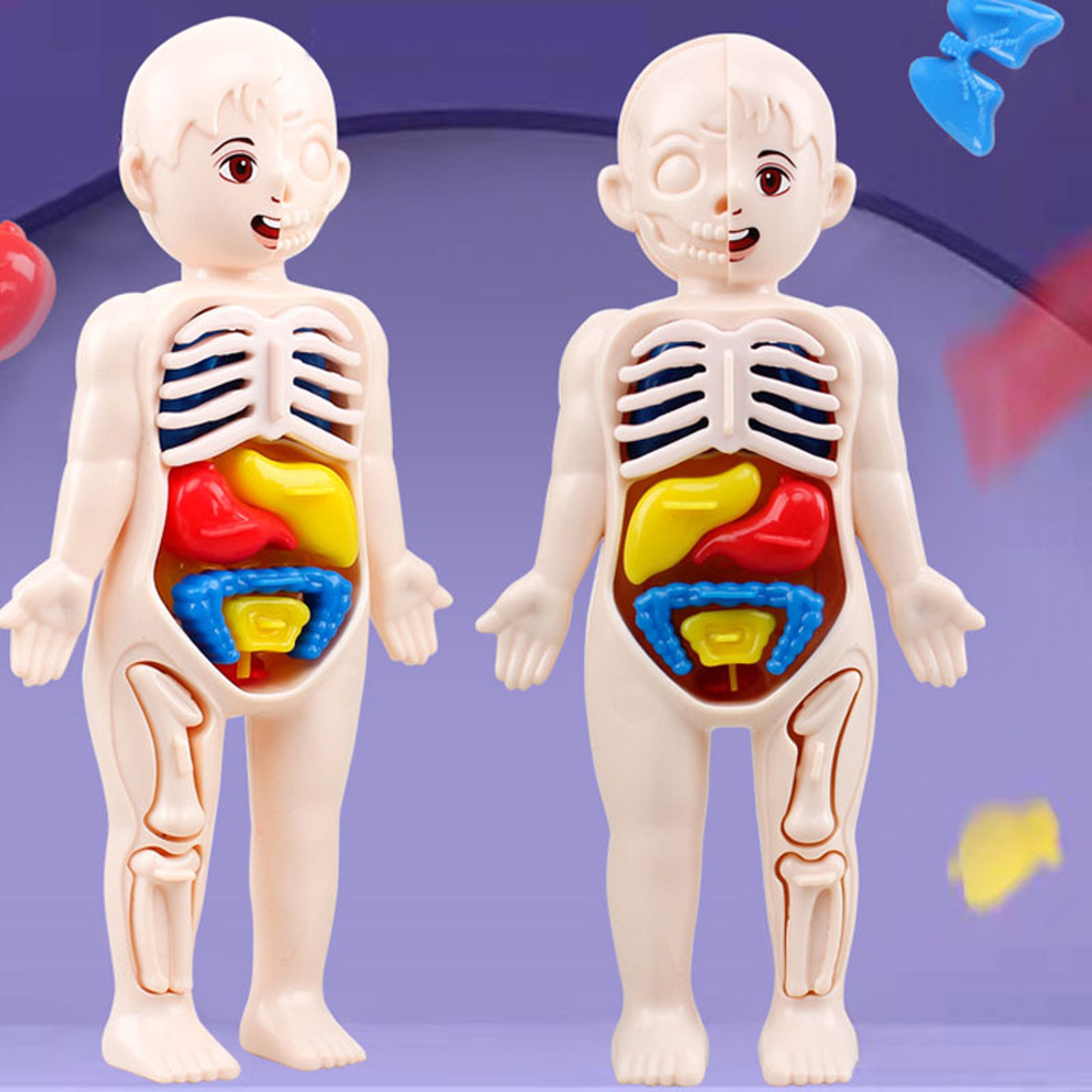 Educational Puzzle Toy, Human Body Anatomy Model for Kids, Montessori Organ Assembled Learning Tool – view 5