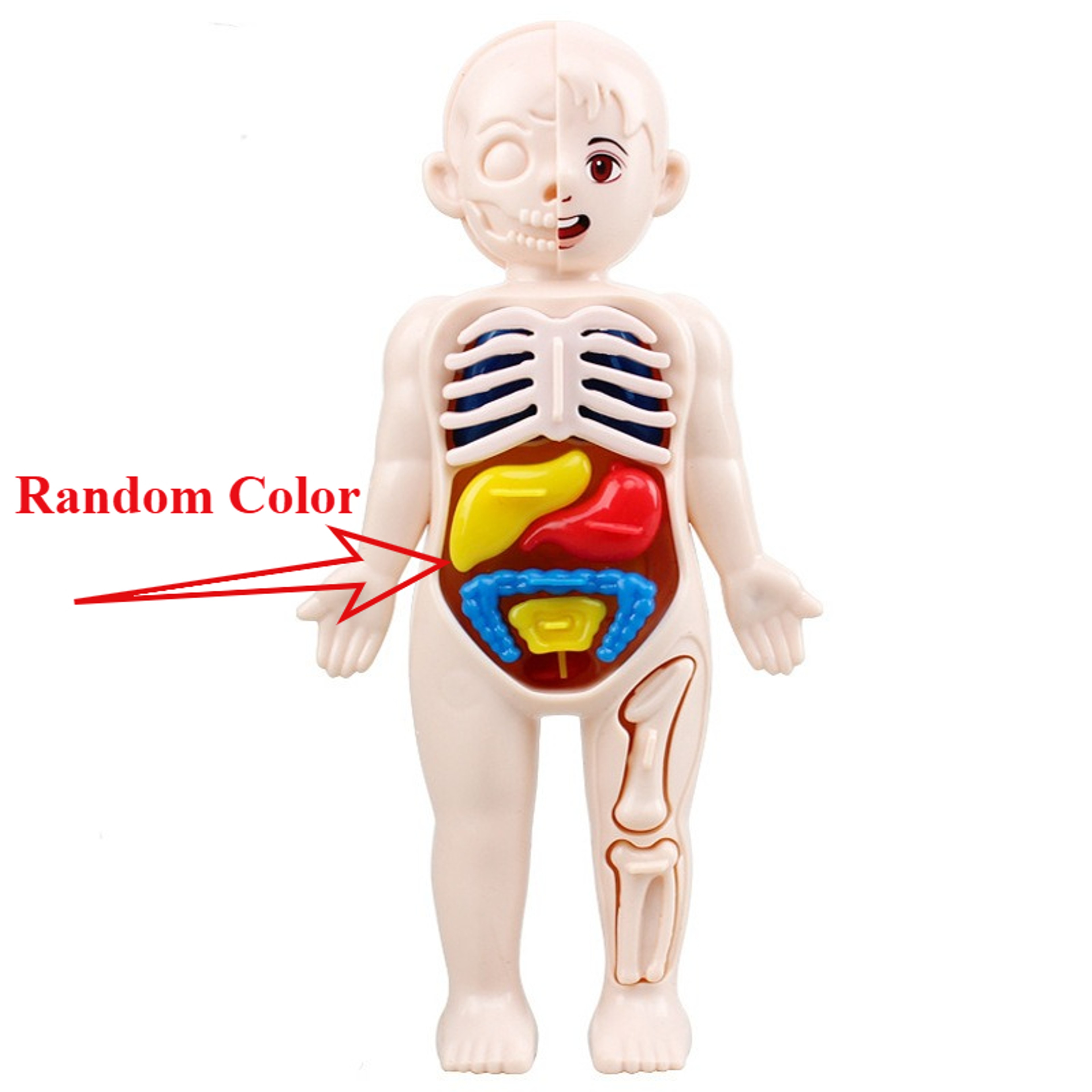Educational Puzzle Toy, Human Body Anatomy Model for Kids, Montessori Organ Assembled Learning Tool – view 7