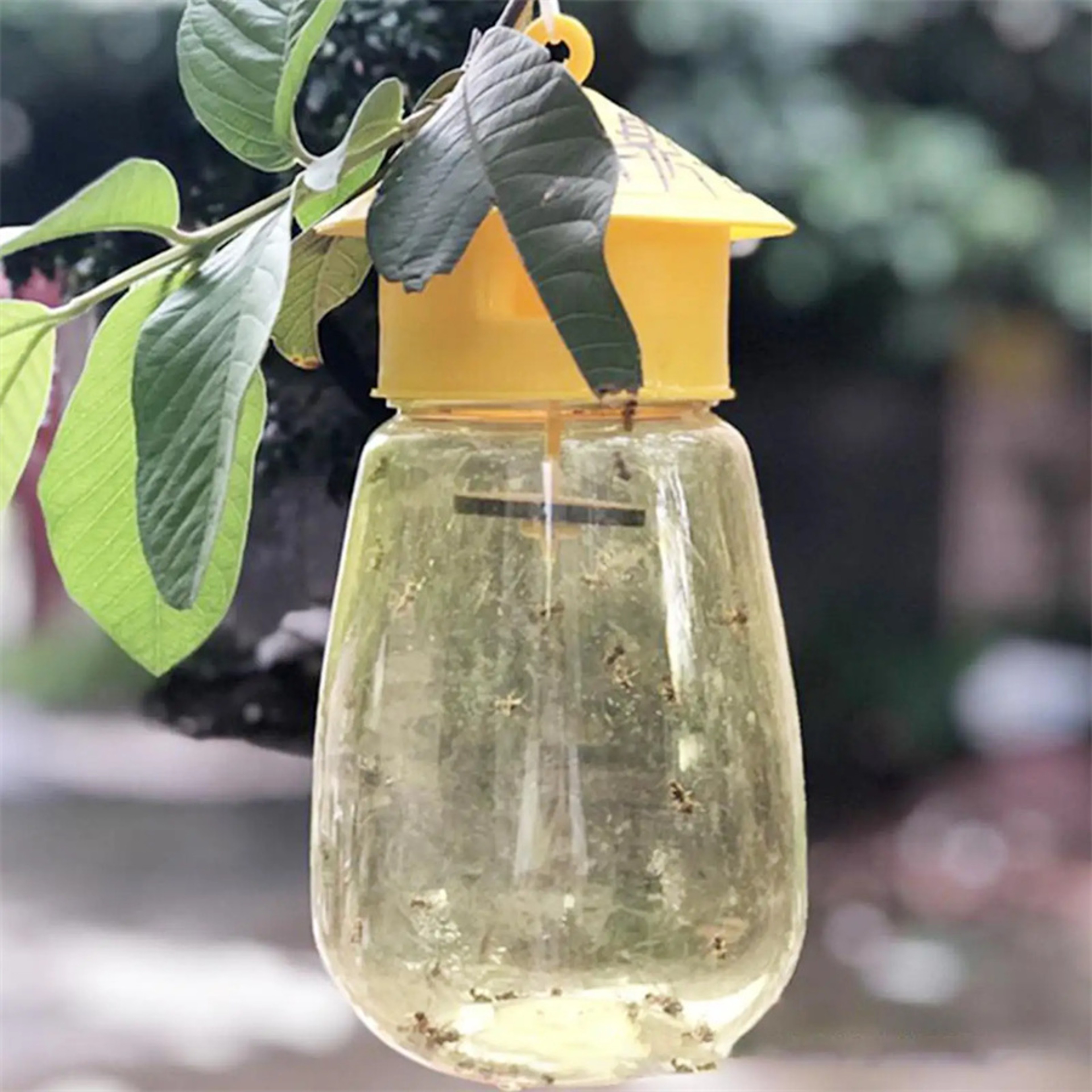 Plastic Fruit Fly Trap Killer – Drosophila Catcher for Insects, Bee, and Pest Control – view 3