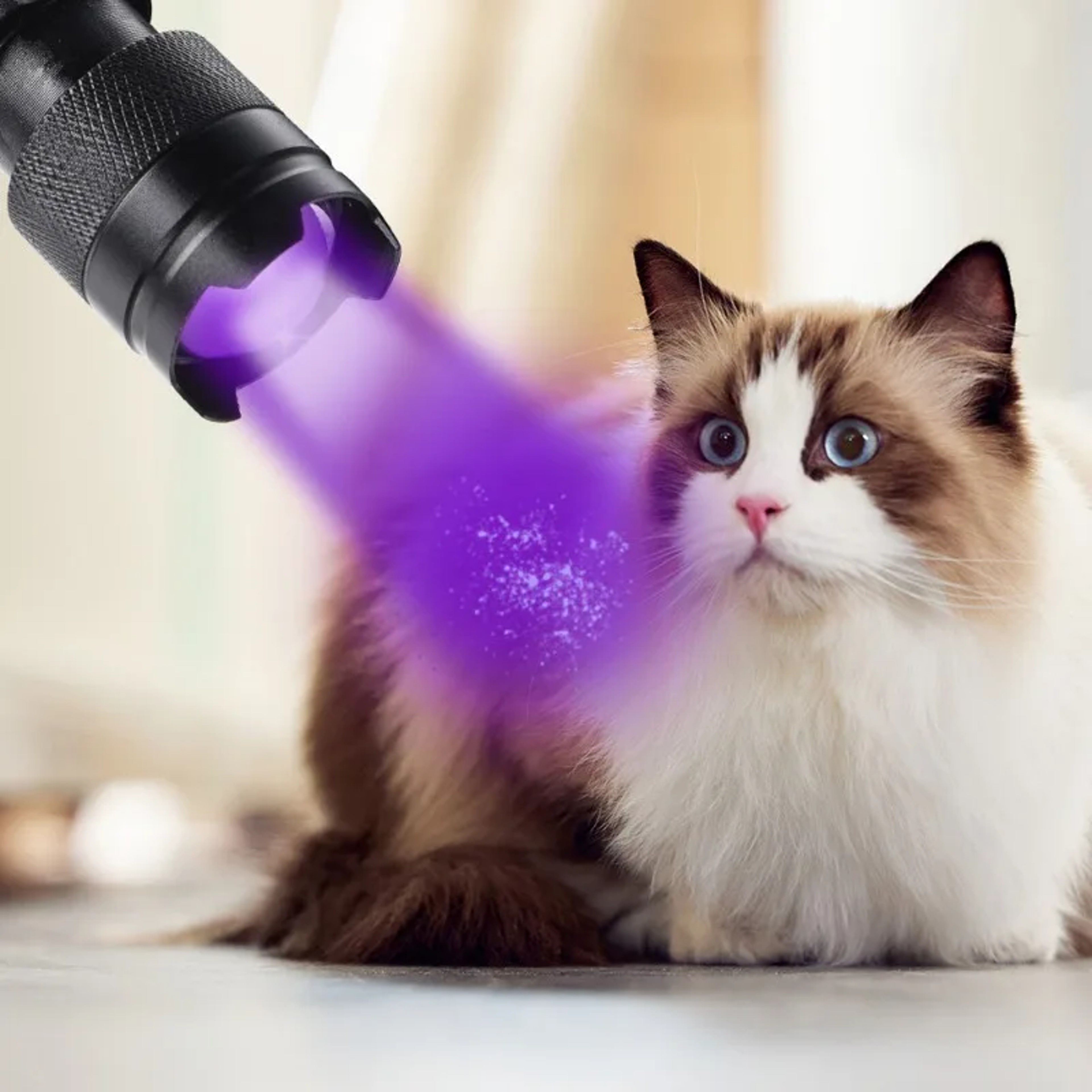 Mini UV Flashlight LED Ultraviolet Torch Pet Urine Stain Detector  Inspection Lamp 2
