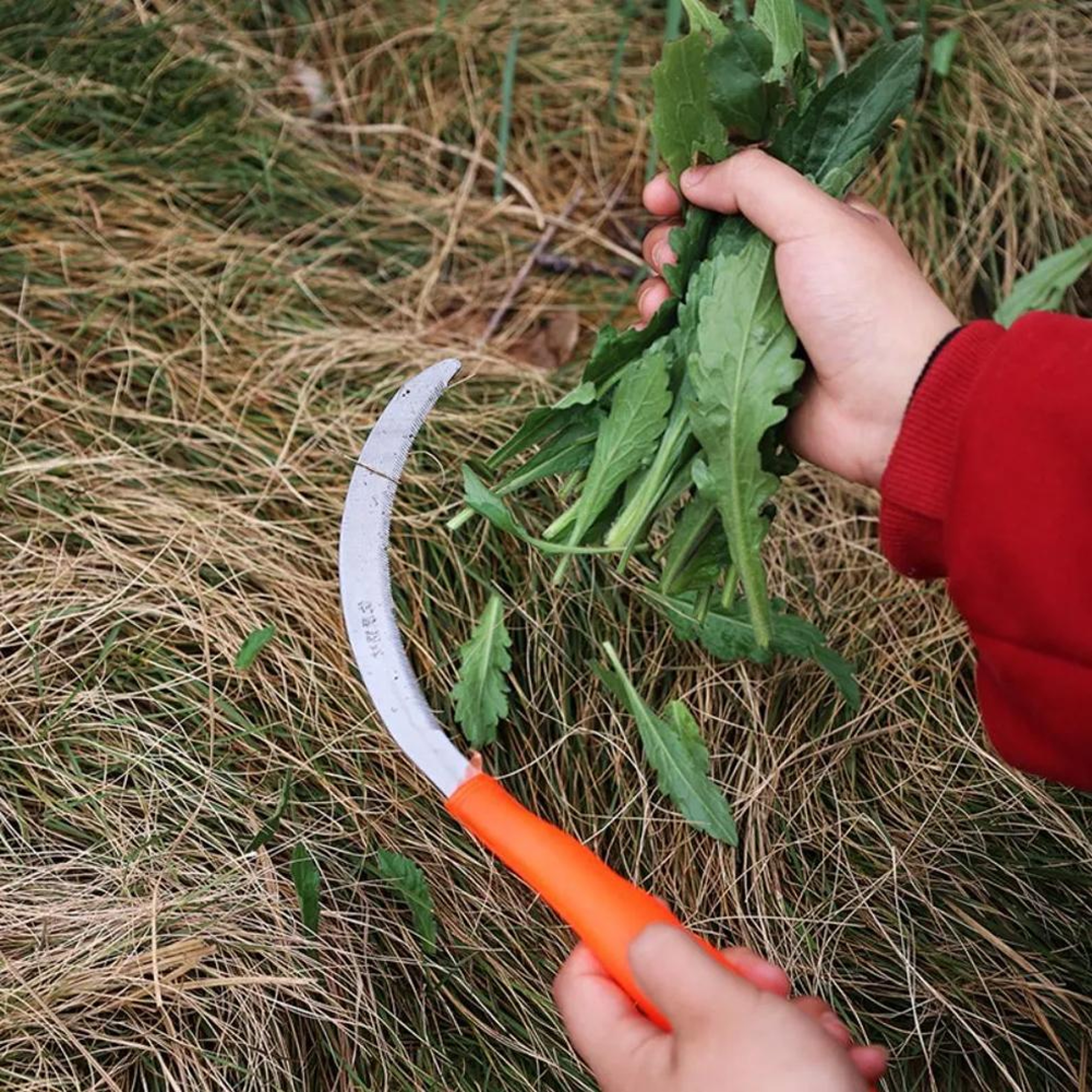 Stainless Steel Weeding Sickle Sharp Garden Weeding Tool For Harvesting 6
