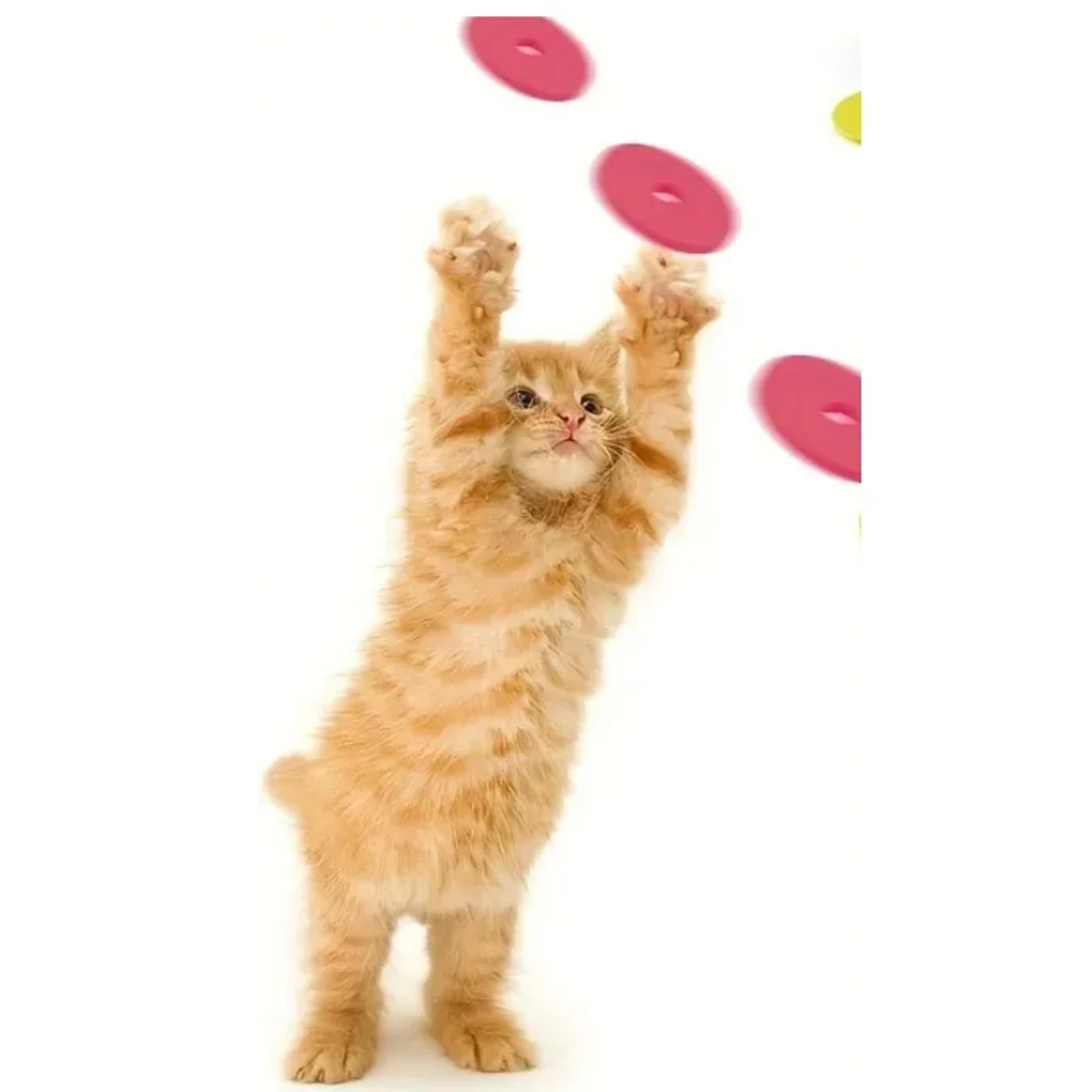 Interactive Cat Toy Turnip Foam Disc Launcher With Reusable Discs For Cats  Small Dogs 2