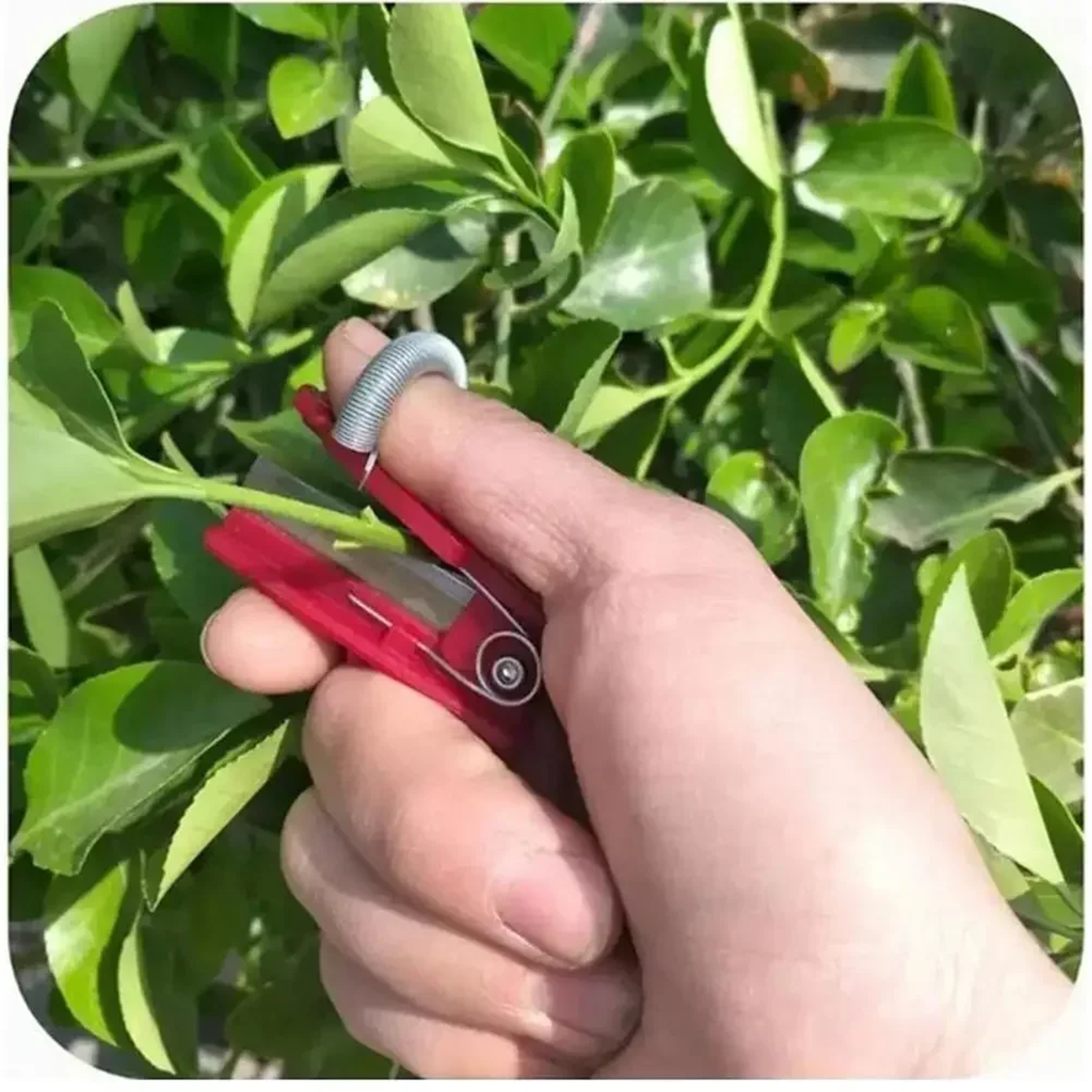 Garden Pruner Fruit Picking Device, Multifunction Thumb Knife Tool, Safe Cutting Blade Rings Finger Protector – view 5