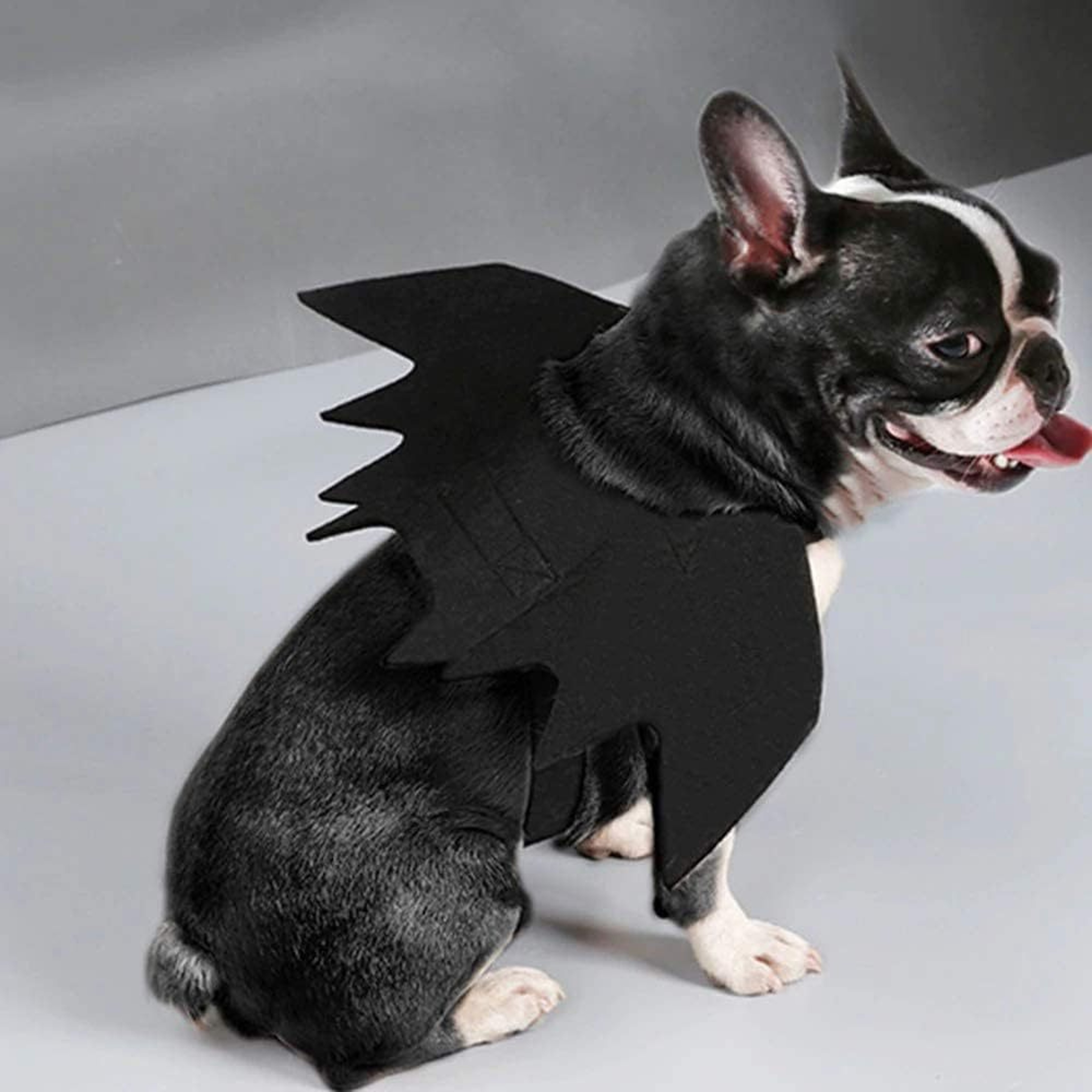 Wholesale Cute Cat Cosplay Costume Black Bat Wings Safety Belt Role Playing Pet Cat Dog Halloween Party Decoration Supplies – view 6