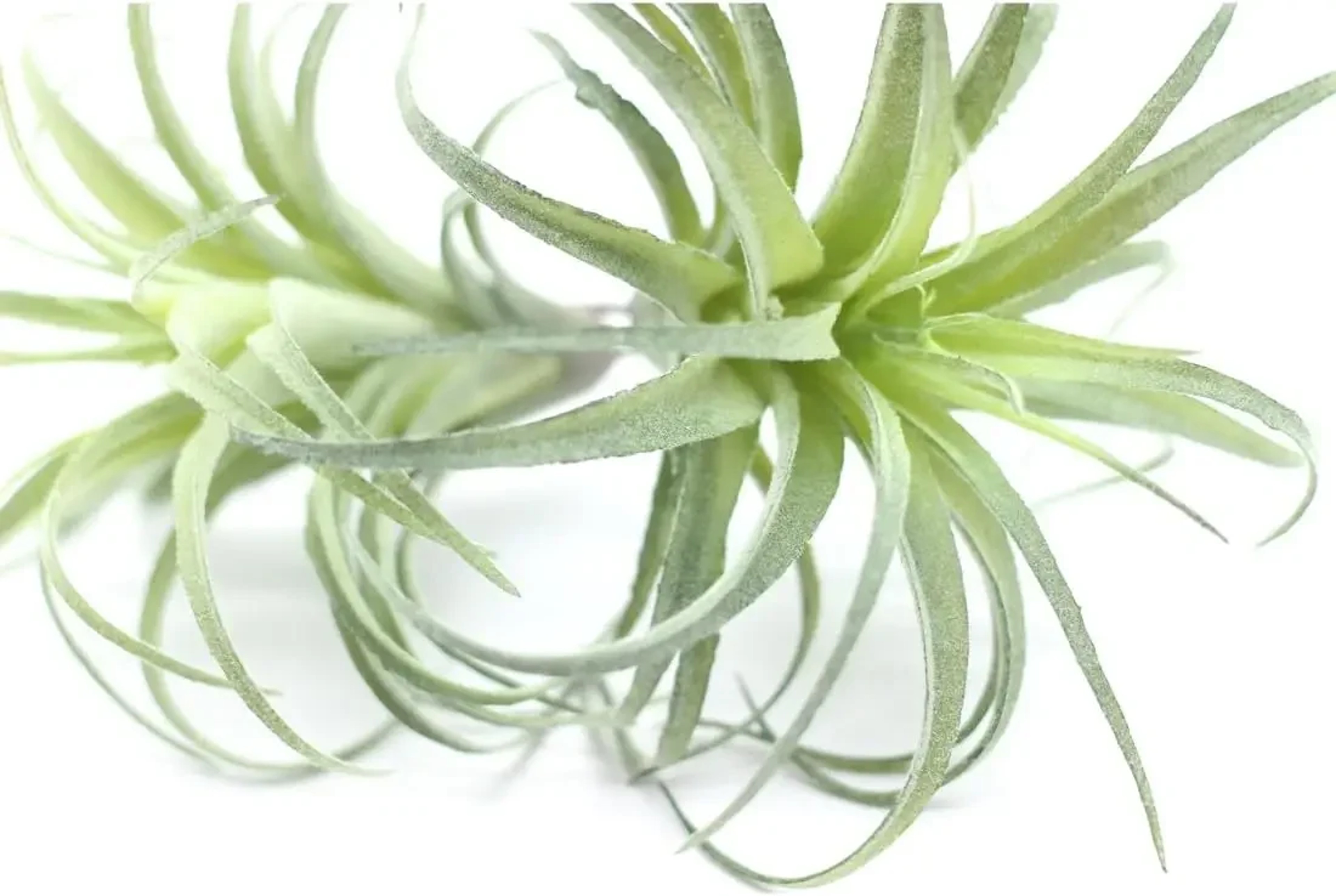 Faux Tillandsia Air Plants, Artificial Flocking Succulents, Bromeliads for Indoor Plants – view 3
