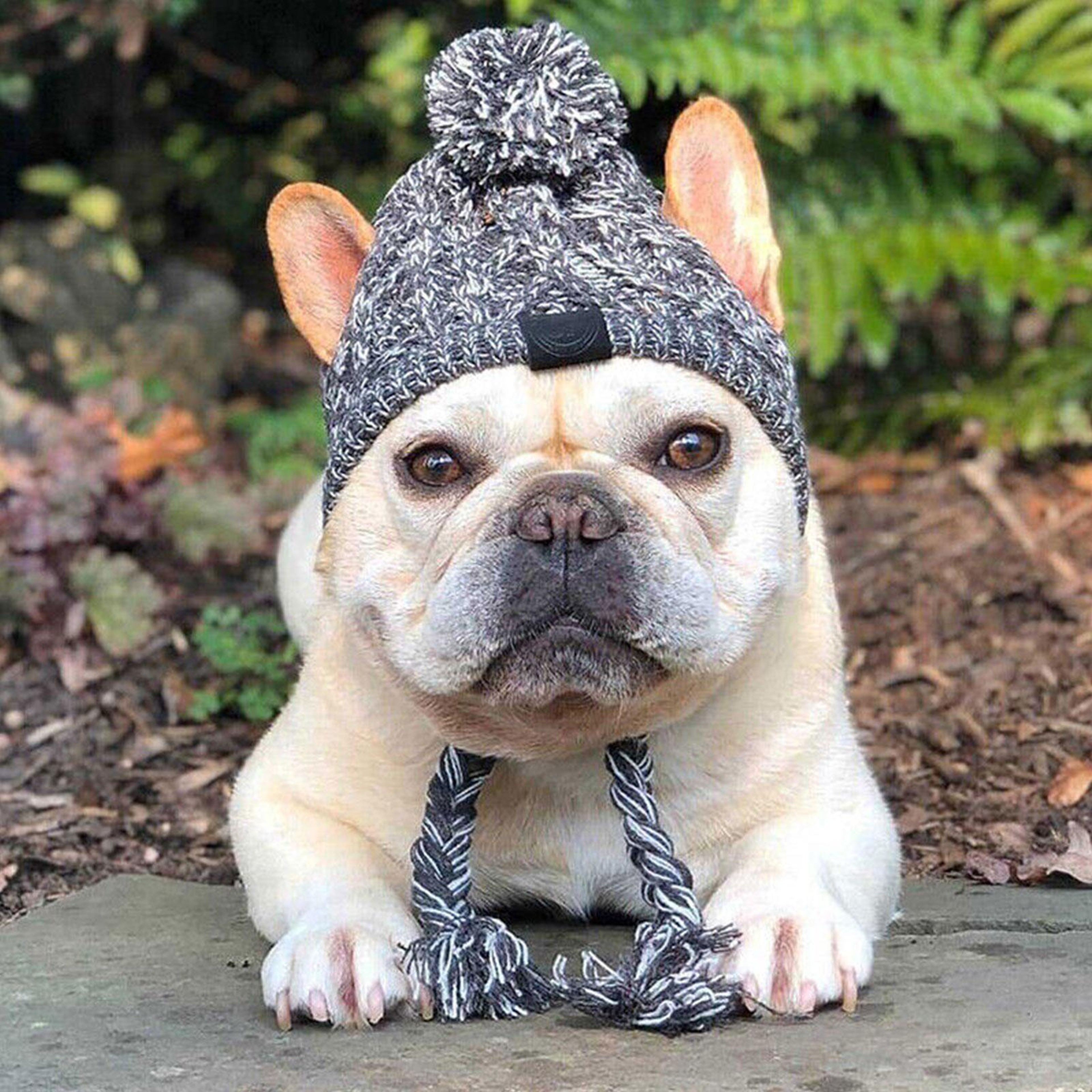 Fluffy Ball Winter Warm Dog Hat, Windproof Knitting for French Bulldog and Chihuahua Puppies – view 2