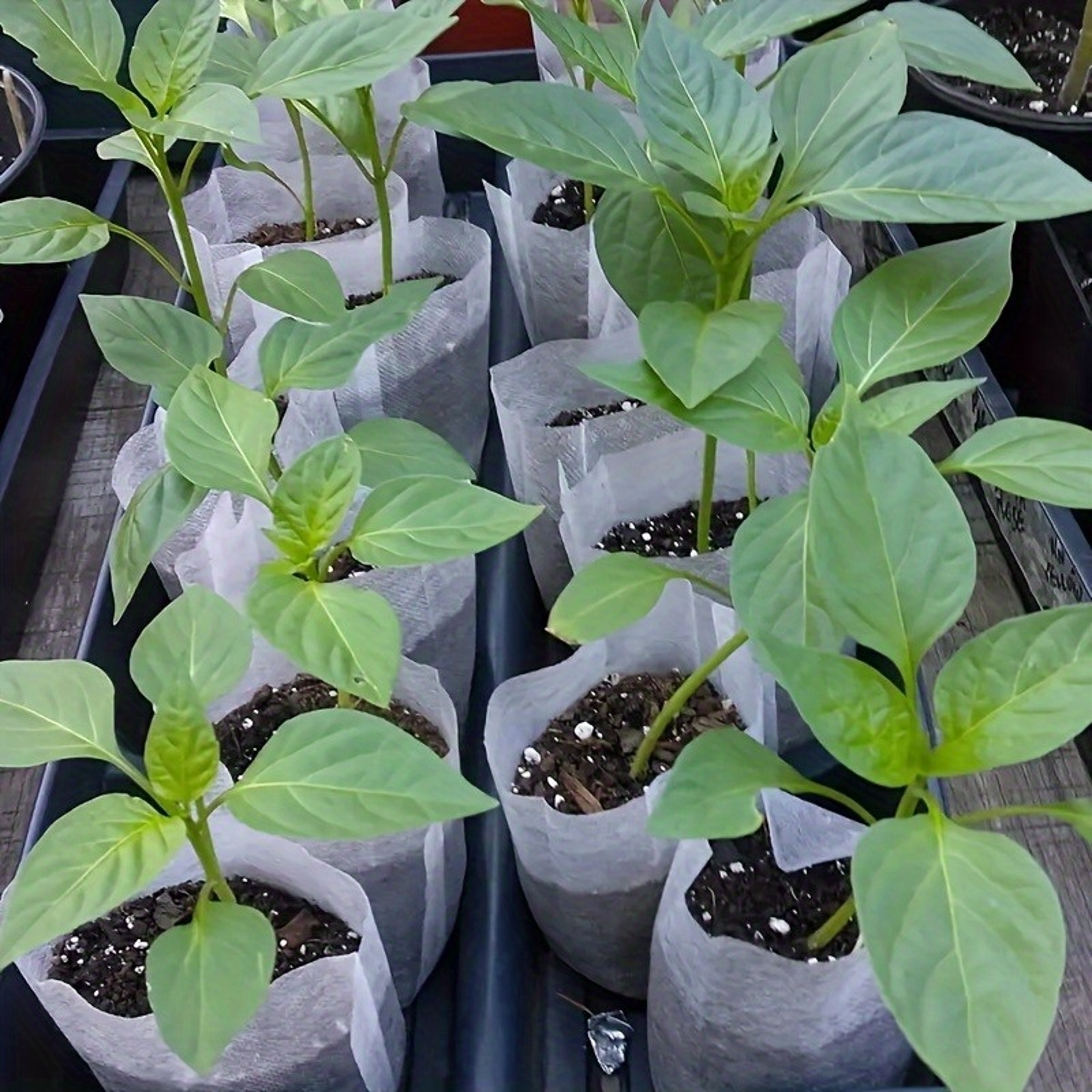 Fabric Seedling Pots, Non-Woven Plants GrowBags, Seed Nursery Bags for Gardening Needs – view 4