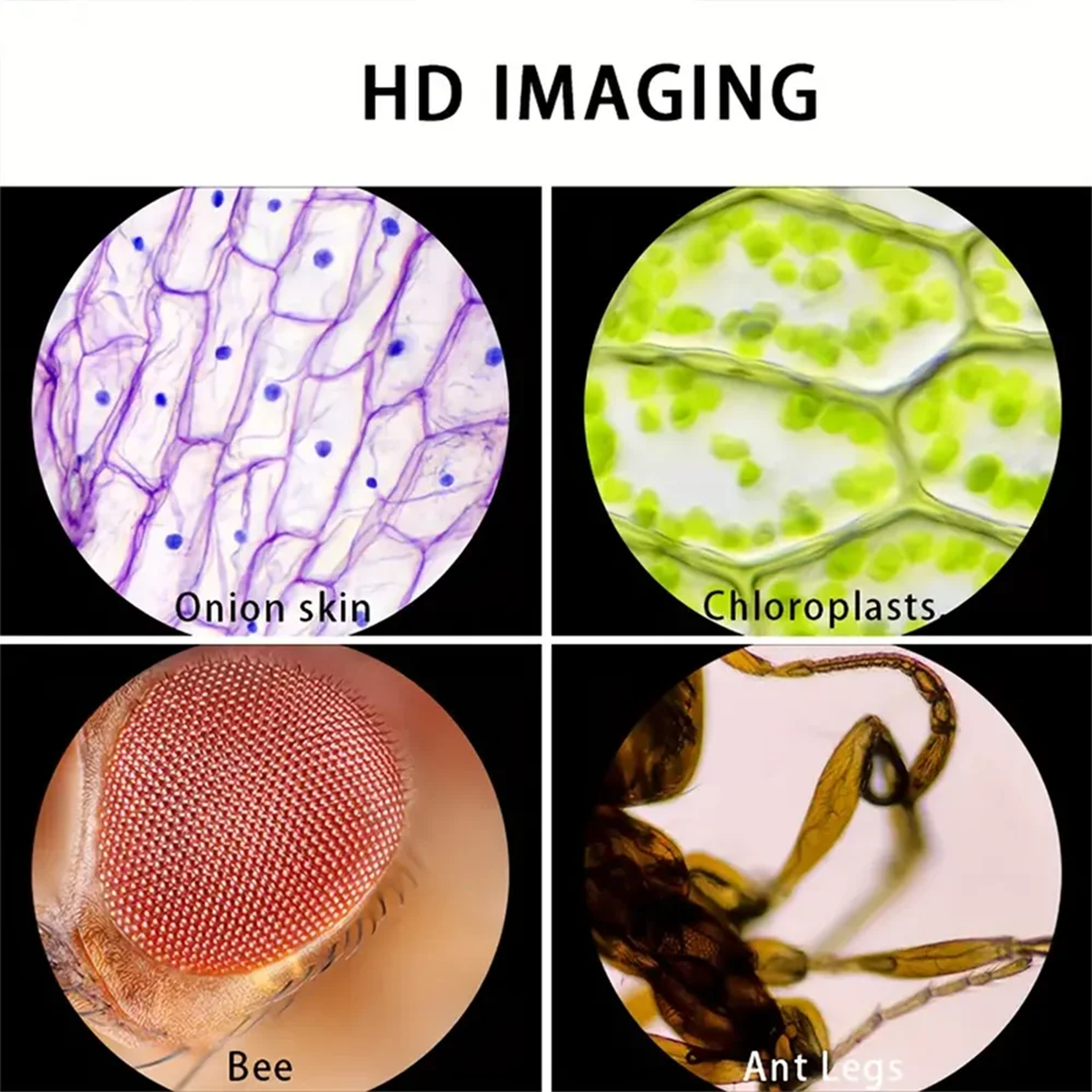 Handheld Microscope with LED Light  Battery Powered Kids Science Microscope – view 6