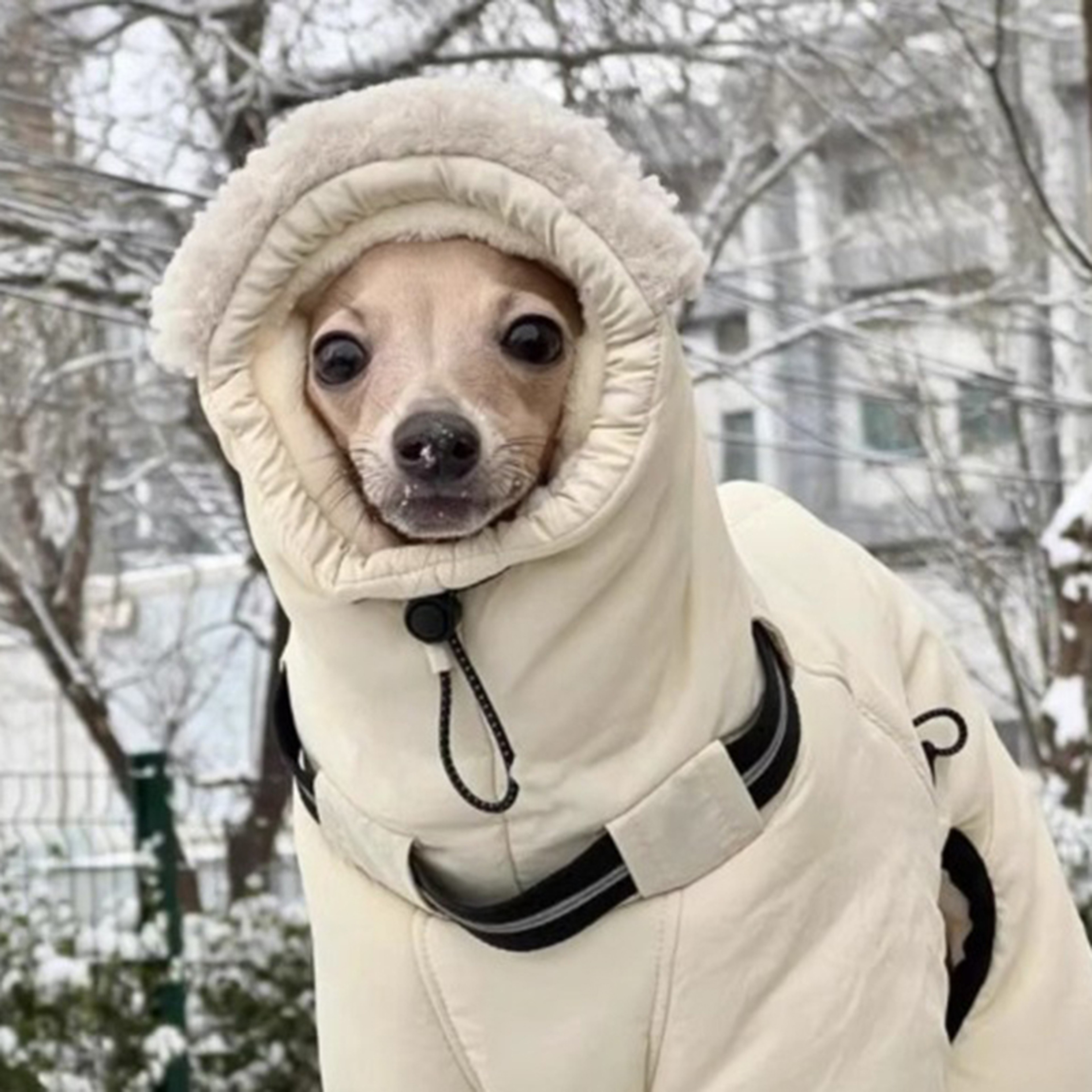 Warm Greyhound Winter Coat for Medium & Large Dogs Cotton Cold Weather Jacket – view 6