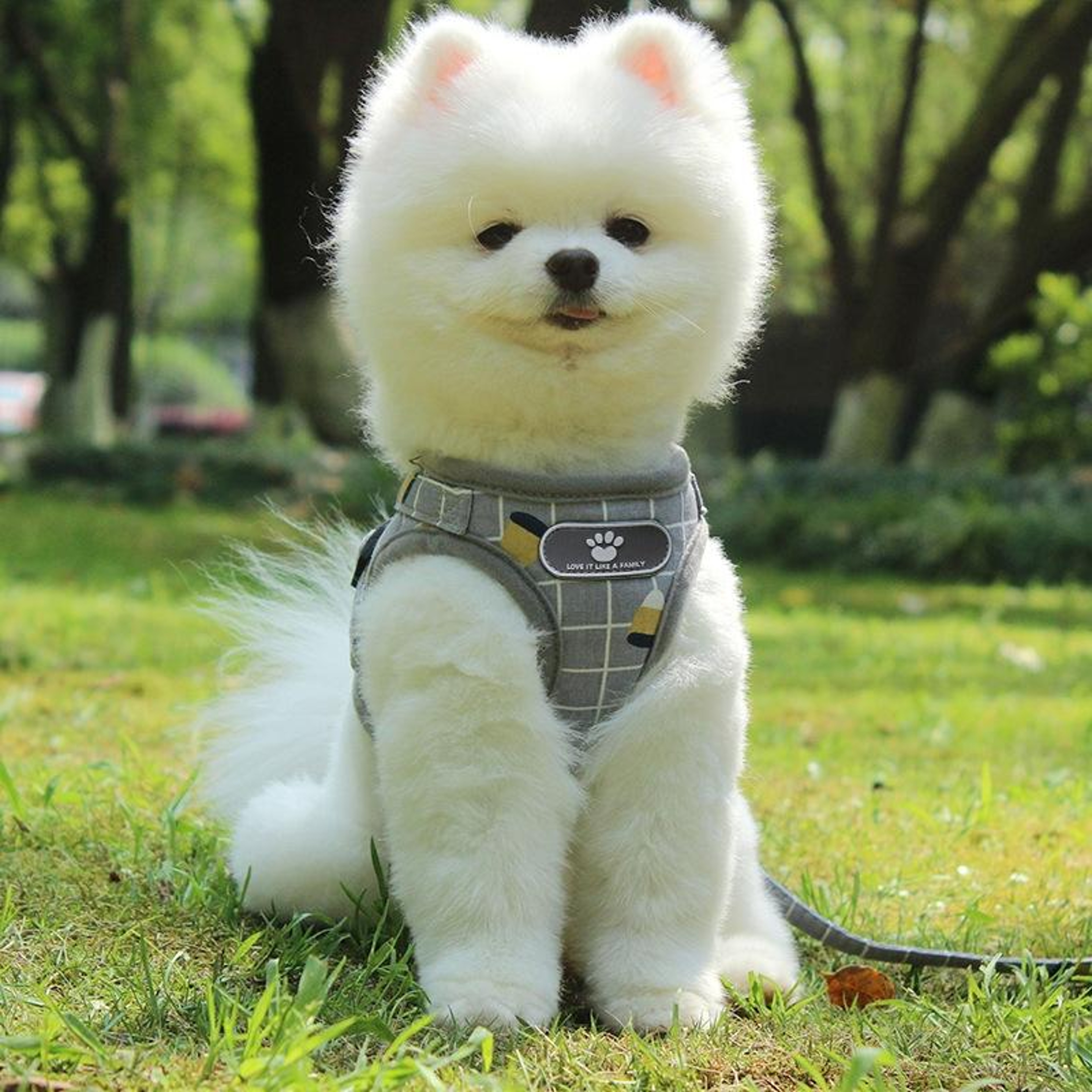 Reflective Breathable Pet Harness  Leash Set For Safe Comfortable Walks 5