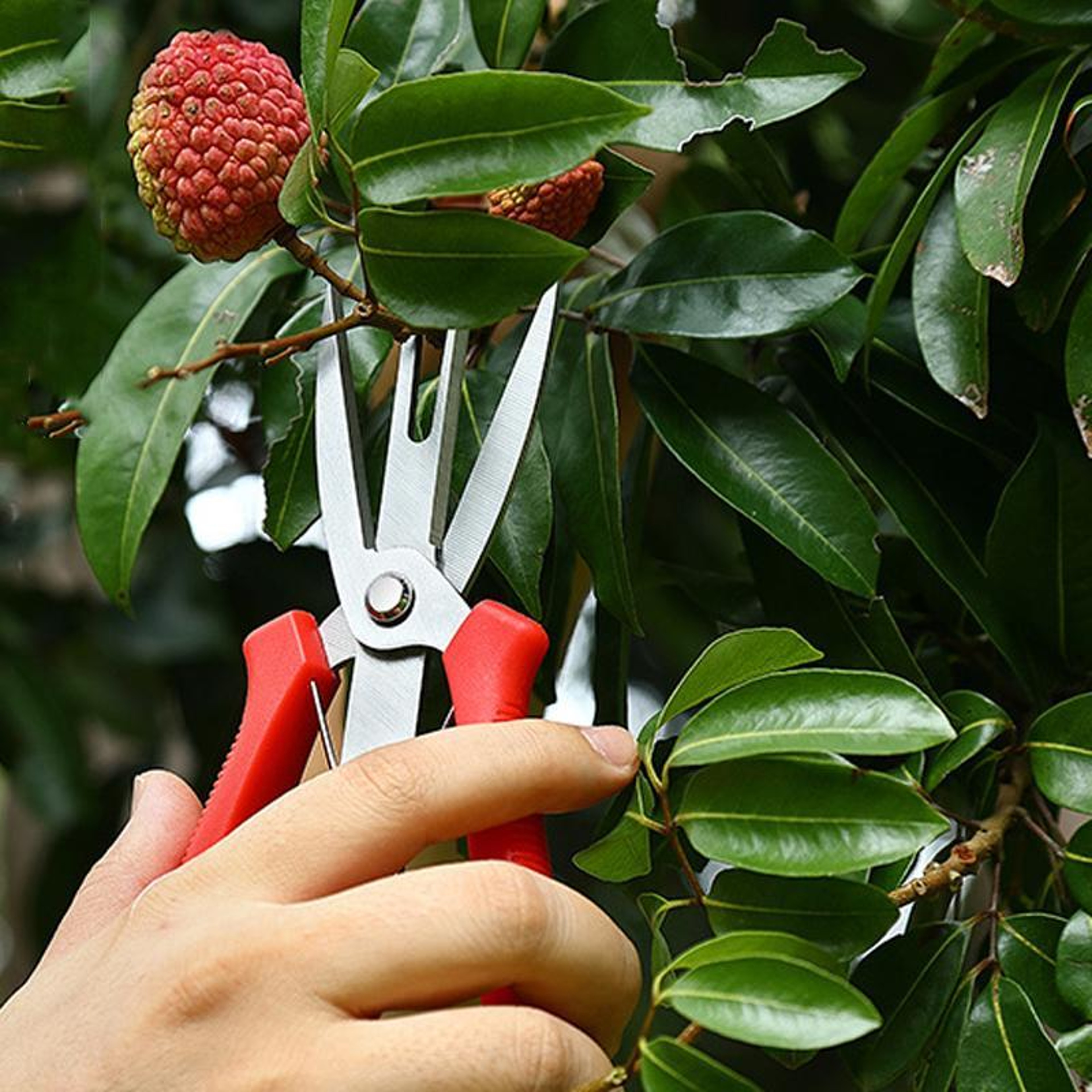 Precision Fruit & Flower Thinning Pruning Scissors for Gardening and Orchard Care – view 9