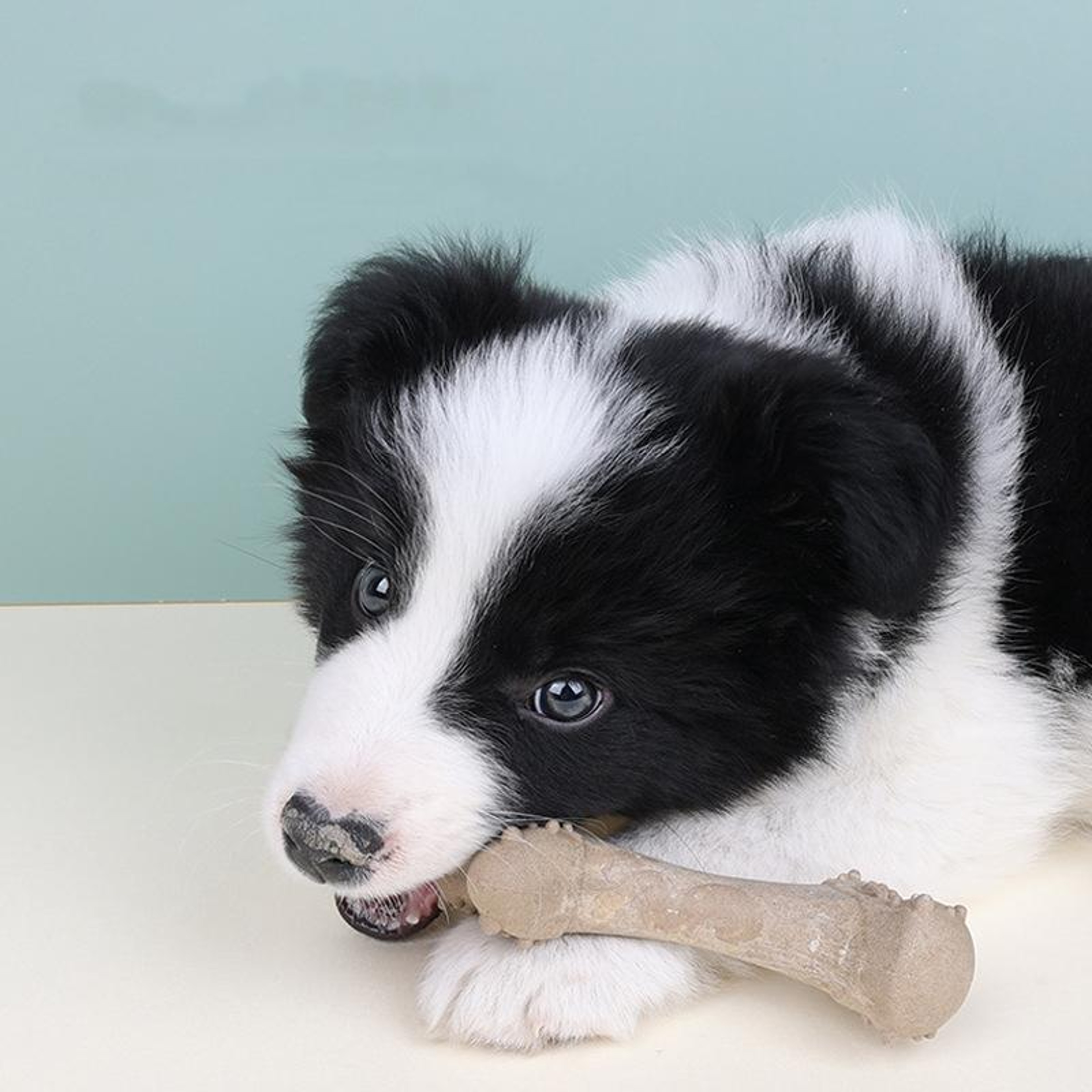 Durable Dog Chew Bone Toy for Teething, Dental Care & Interactive Training – view 2