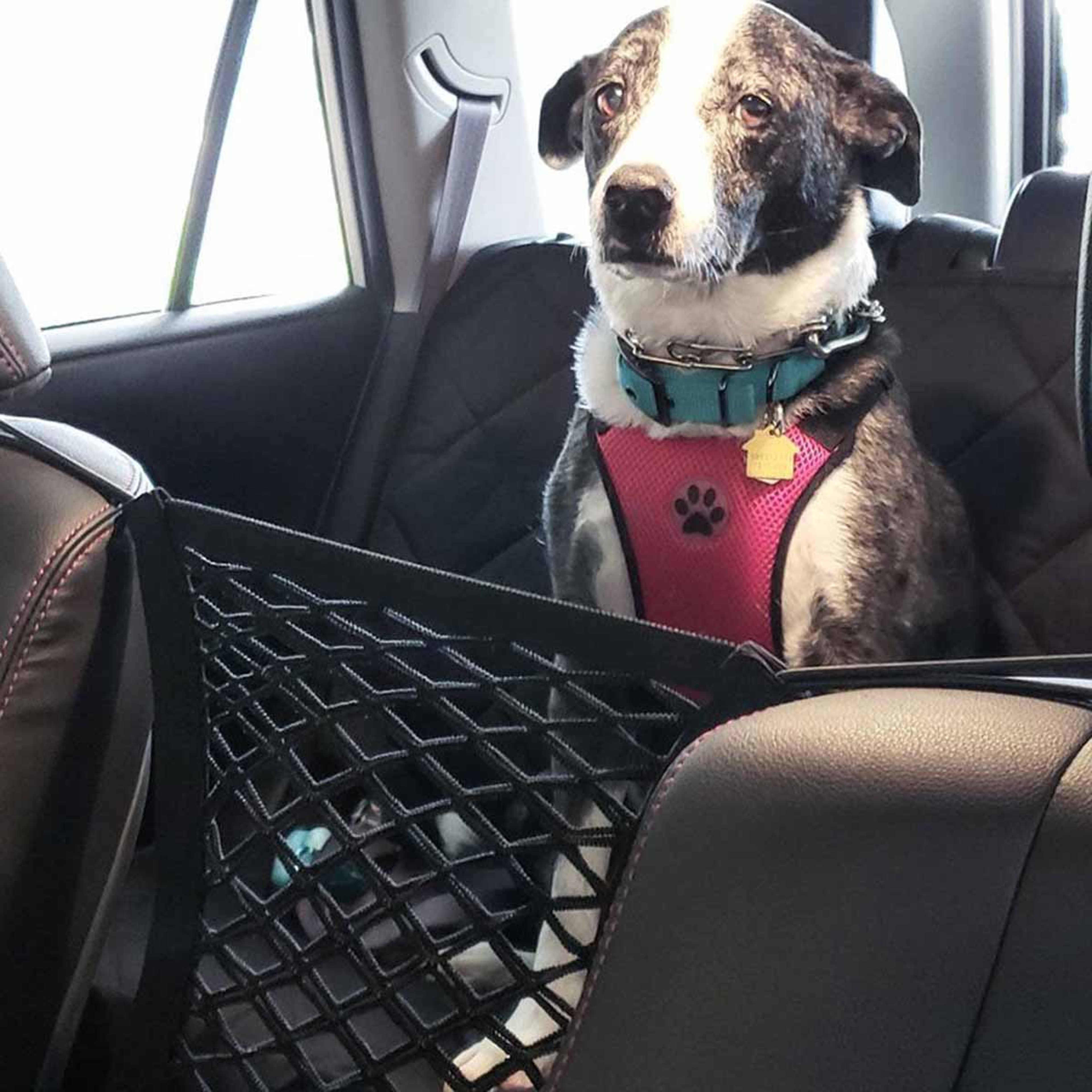 Elastic Double Layer Storage, Pet Dog Rear Seat Car Fence, Dog Isolation Protection Net, Pet Safety Rail Separation Net – view 4