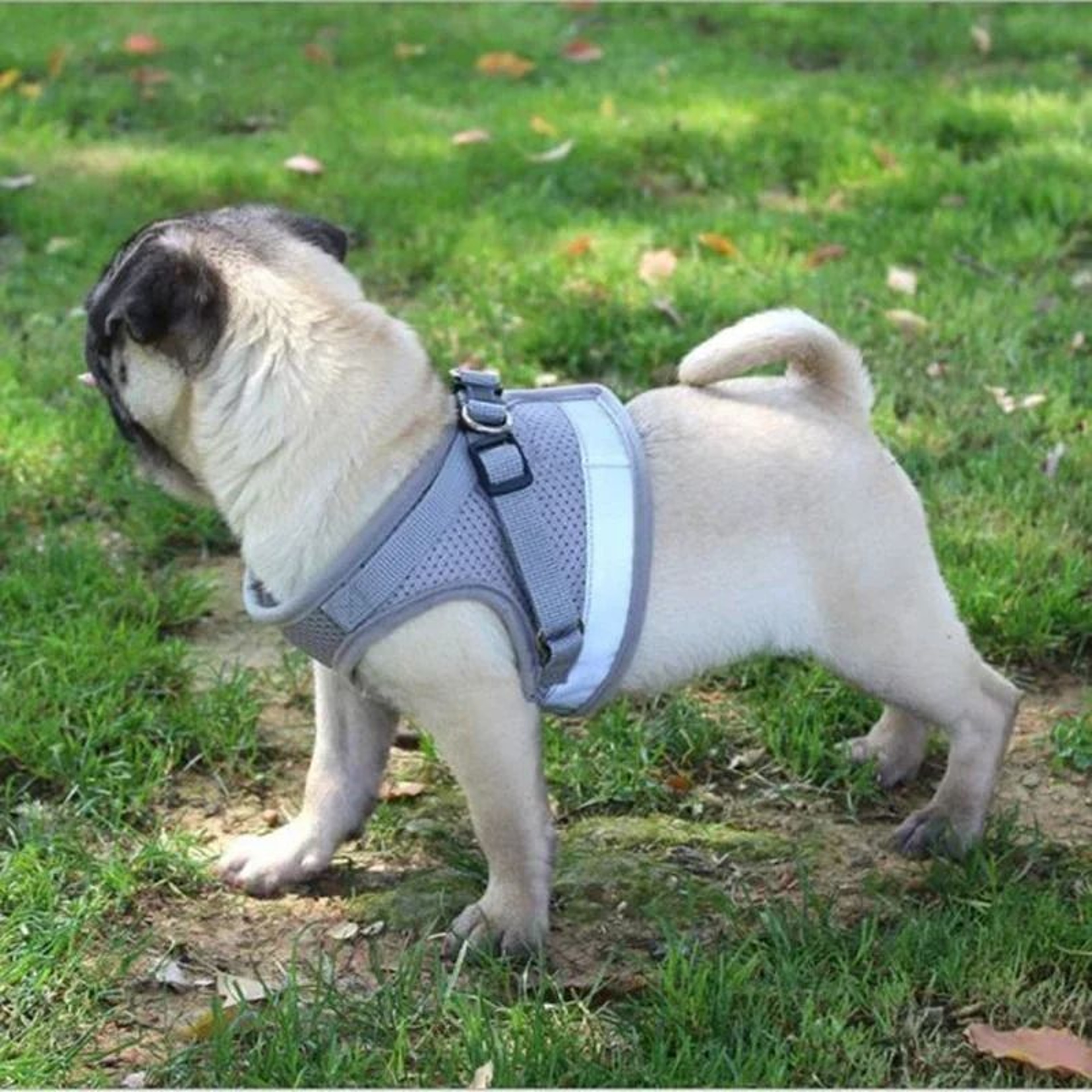 Adjustable Mesh Vest Harness And Leash Set For Dogs And Cats 3