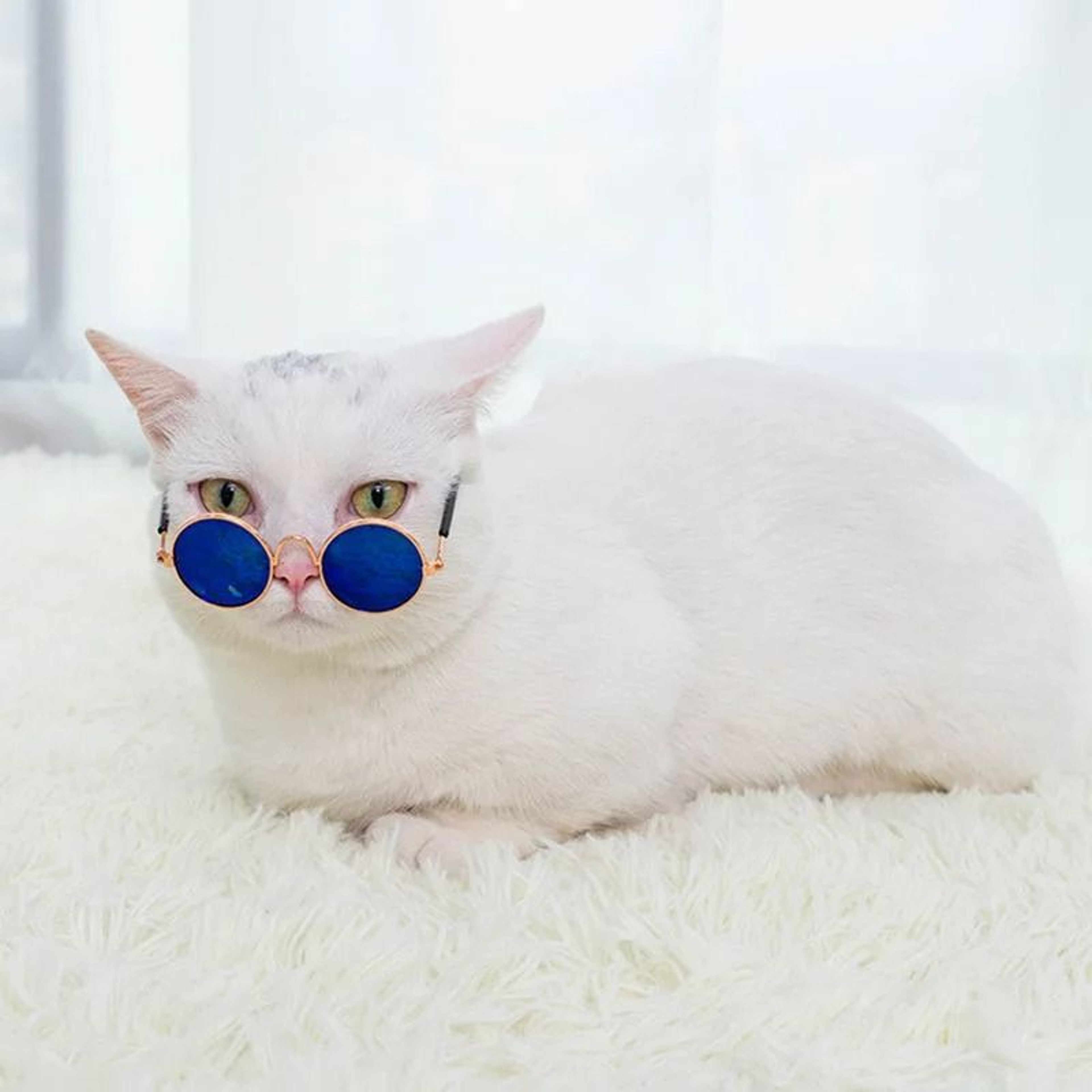 Cute Pet Sunglasses For Cats And Small Dogs UV Protection Summer Photo Props 4