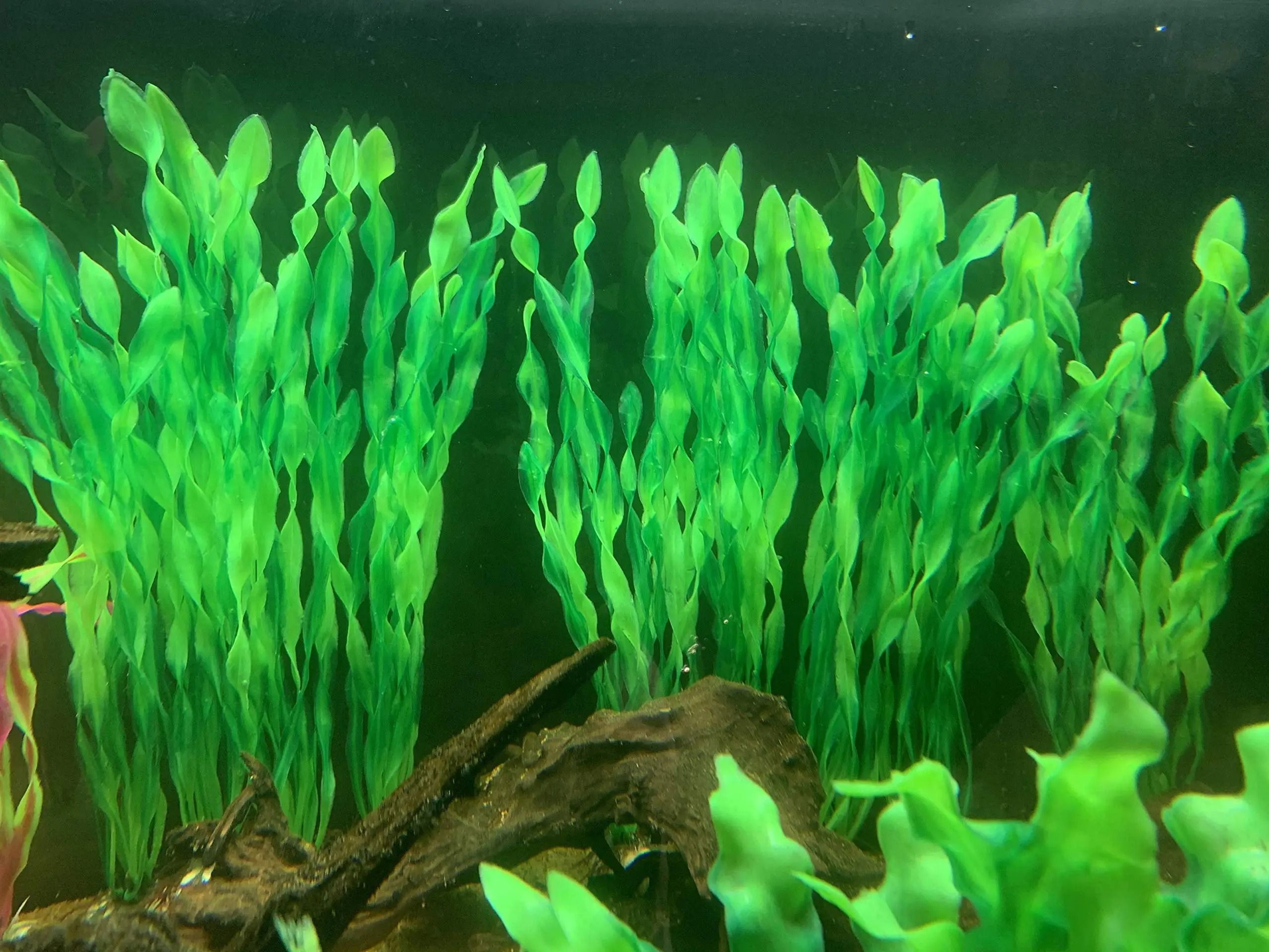 Artificial Aquarium Plants With Ceramic Base 6