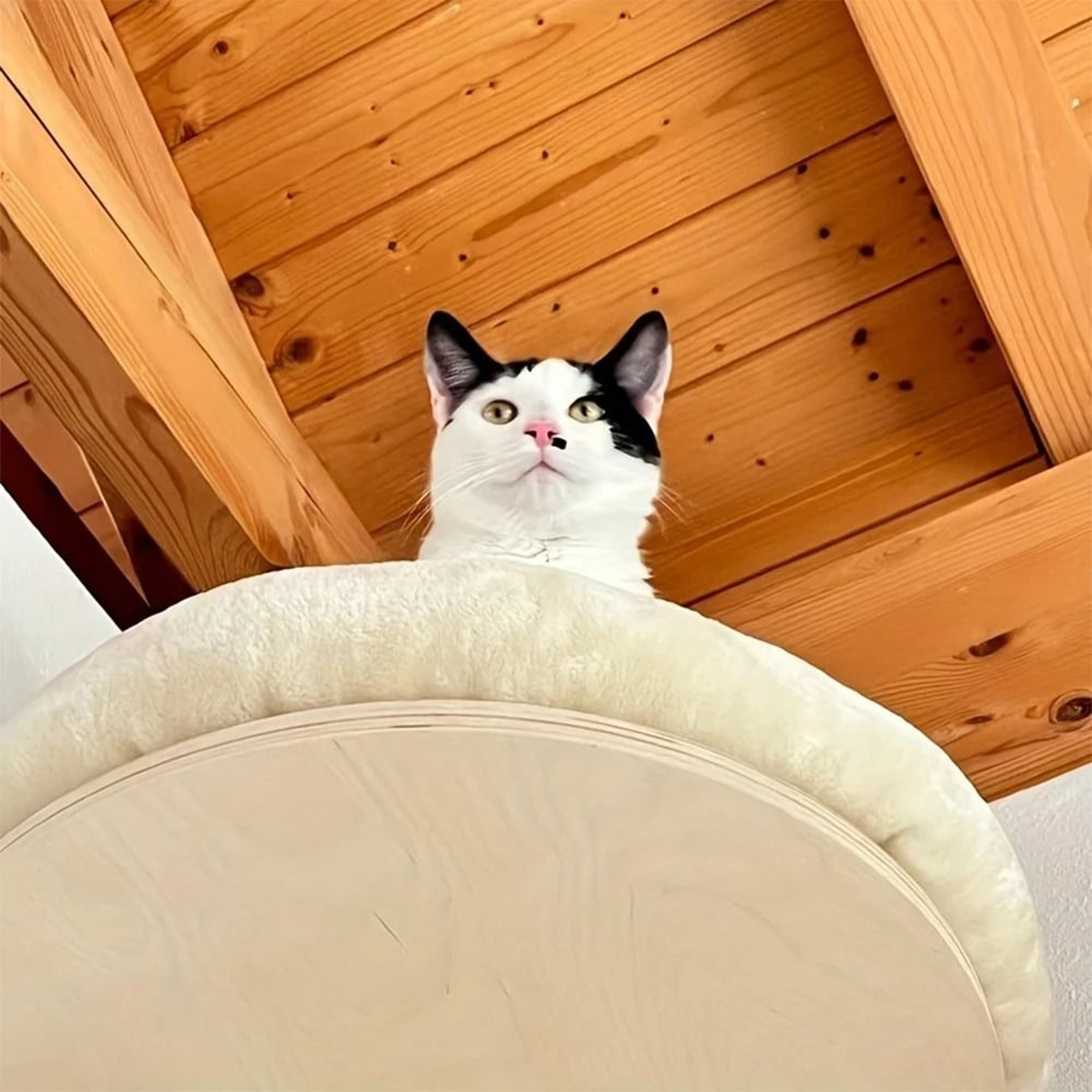 Wall Mounted Wooden Cat Climbing Ladder And Hammock With Scratching Post 1