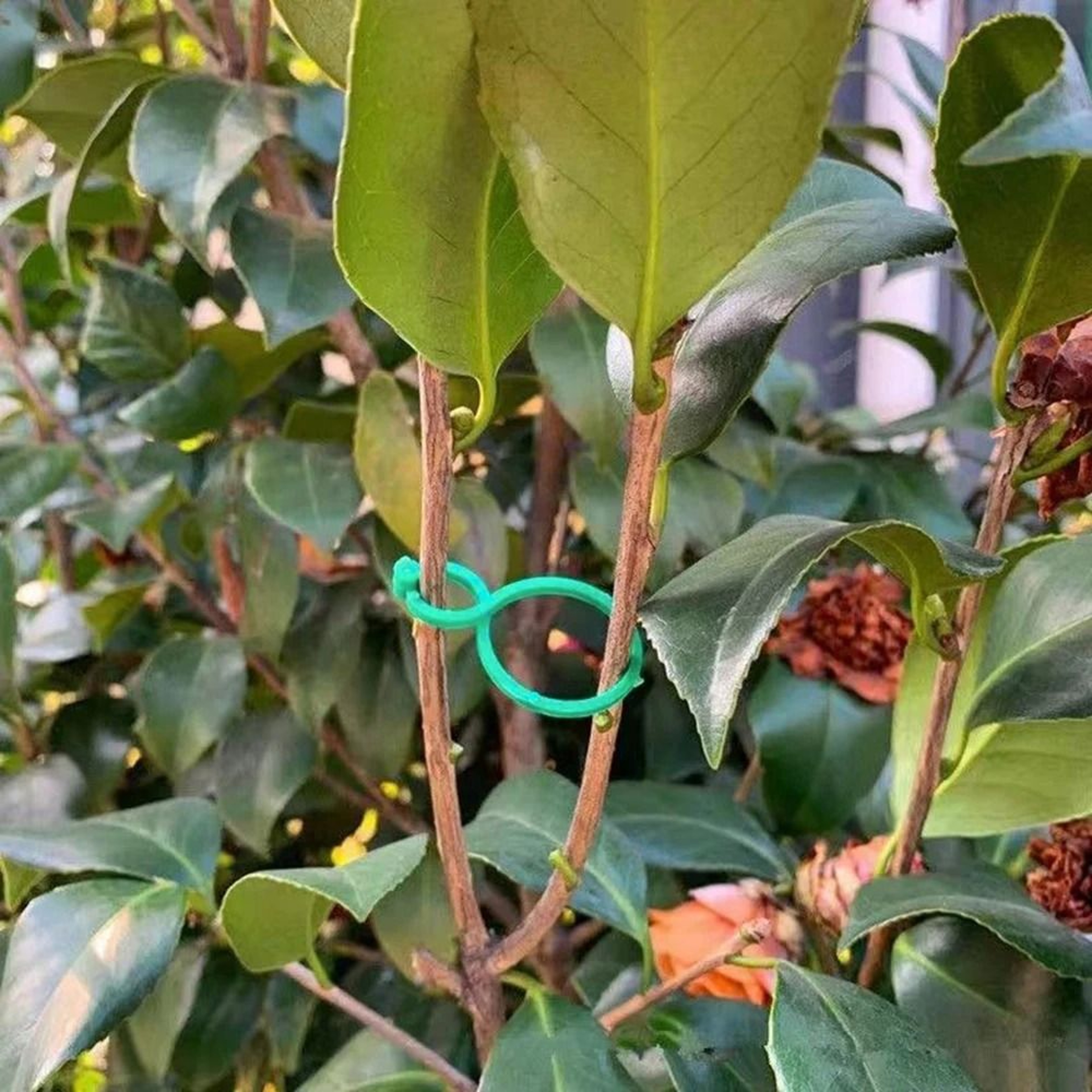 Figure Eight Plant Clips Plastic Garden Vine Ties For Trellis Support And Stem Fixing 50 Or 100 Pac 0